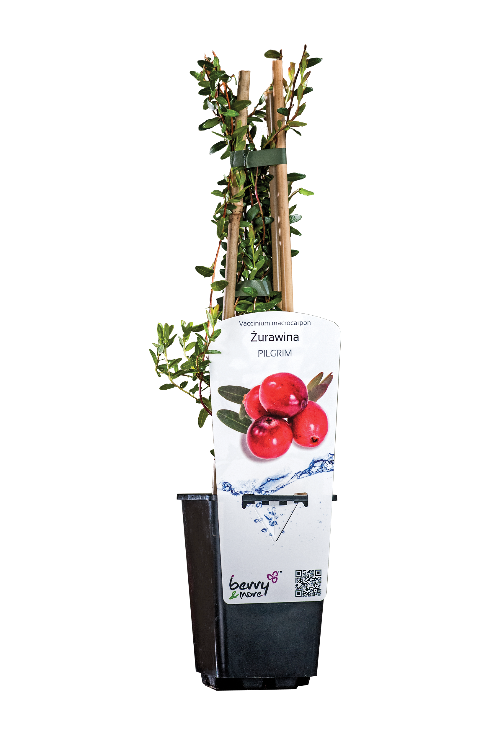 Żurawina 26 cm Berry&amp;More™