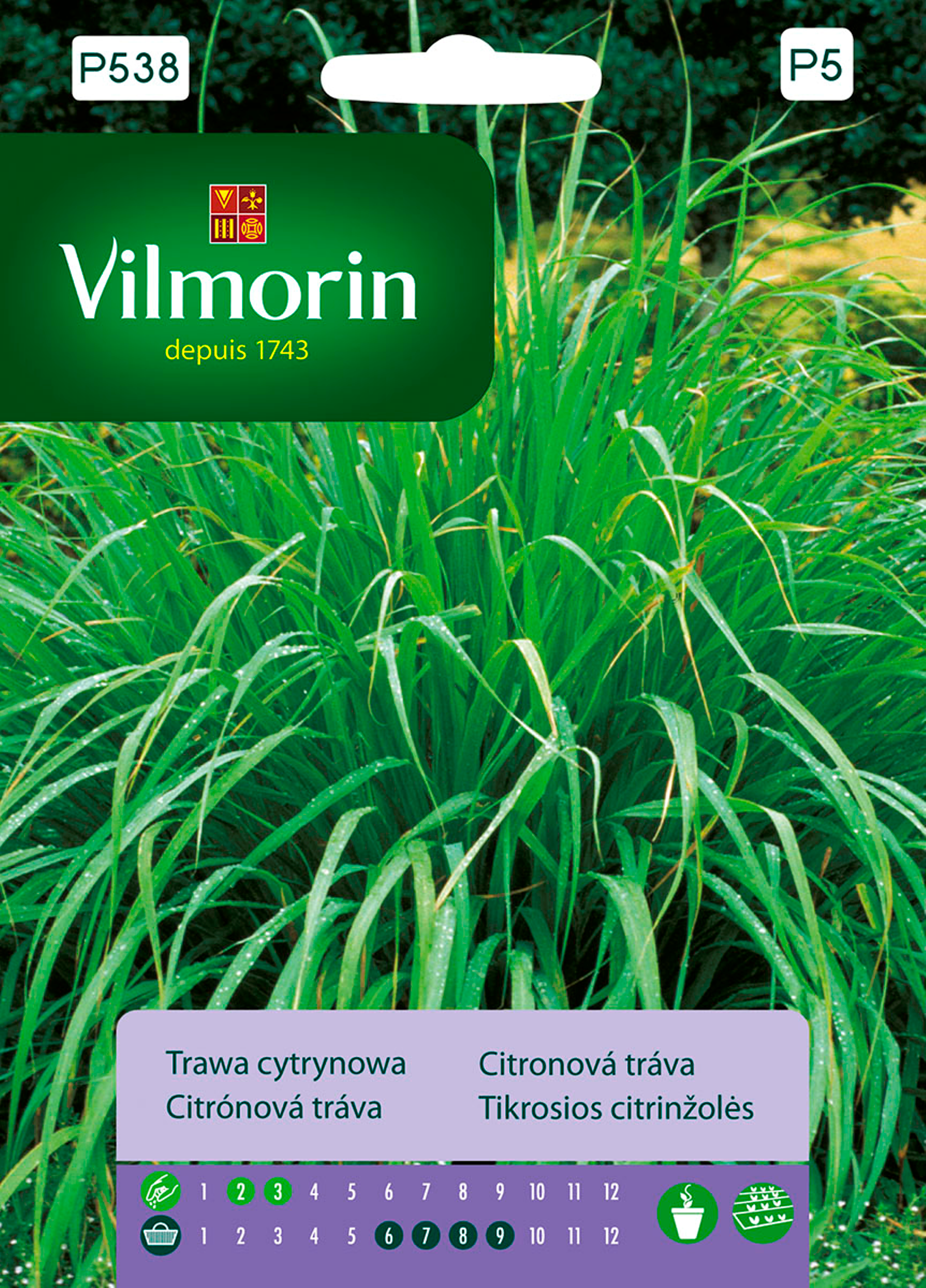 Trawa cytrynowa nasiona tradycyjne Vilmorin
