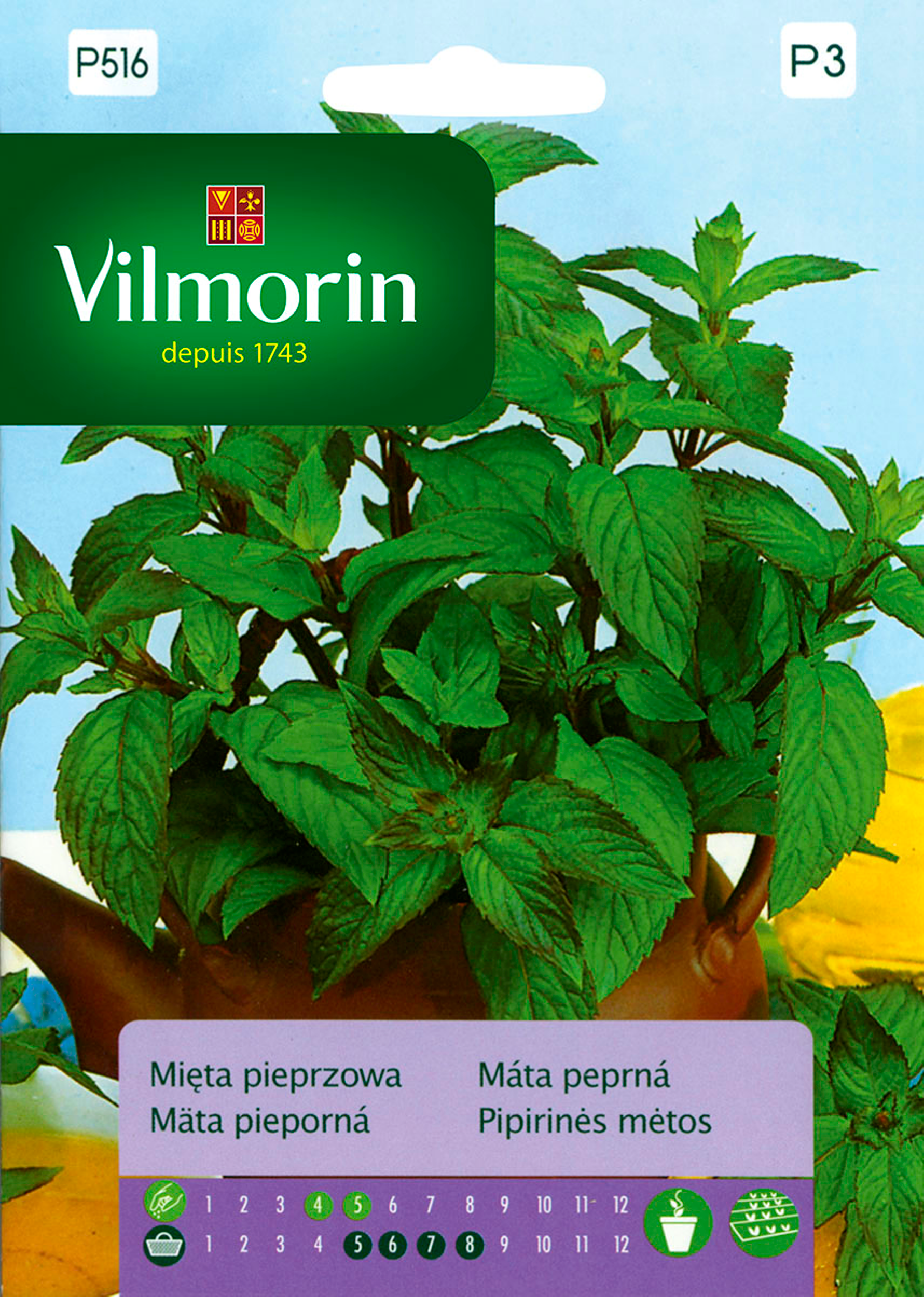 Mięta pieprzowa lekarska nasiona tradycyjne Vilmorin