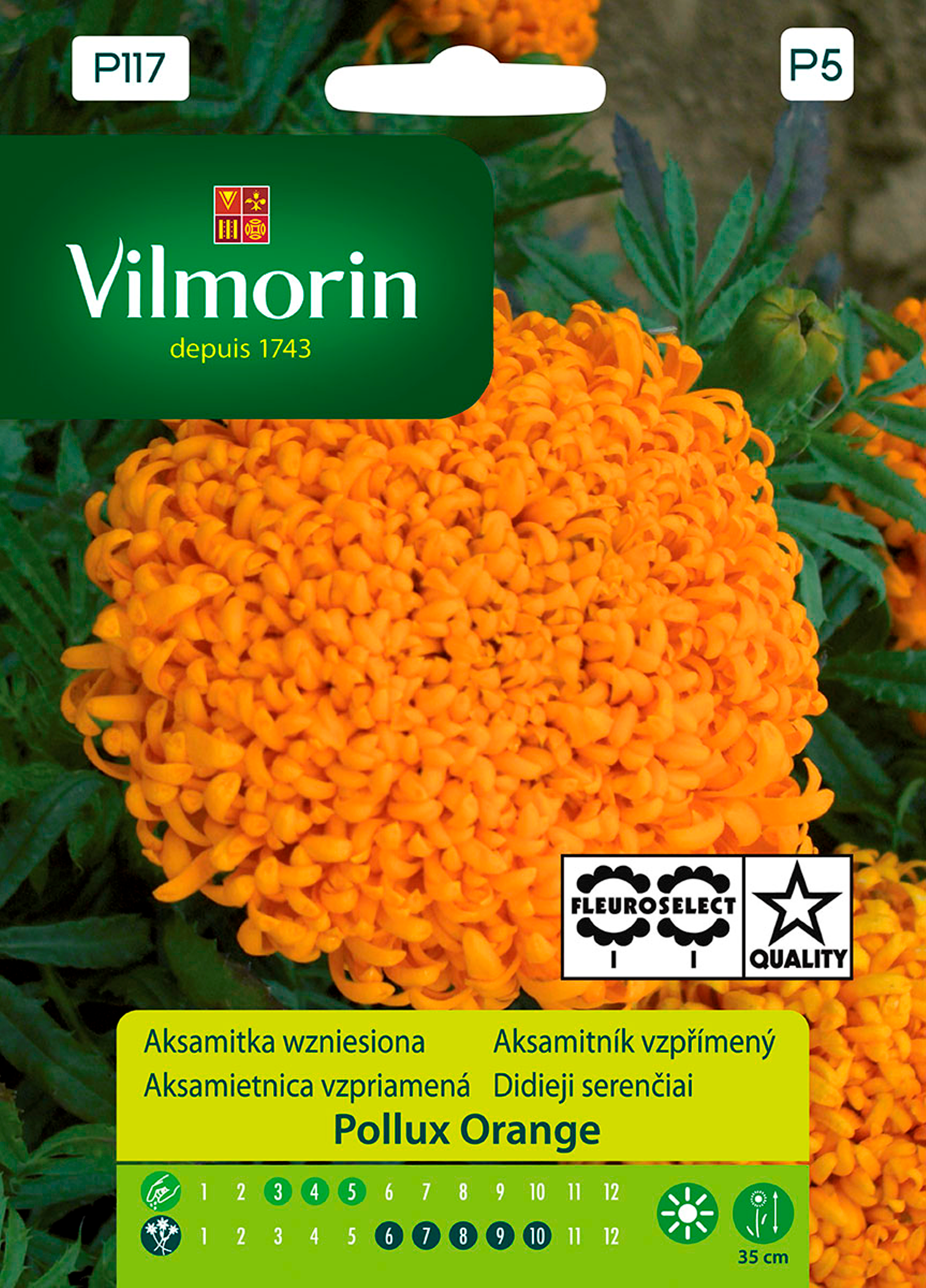Aksamitka wzniesiona Pollux Orange nasiona tradycyjne Vilmorin