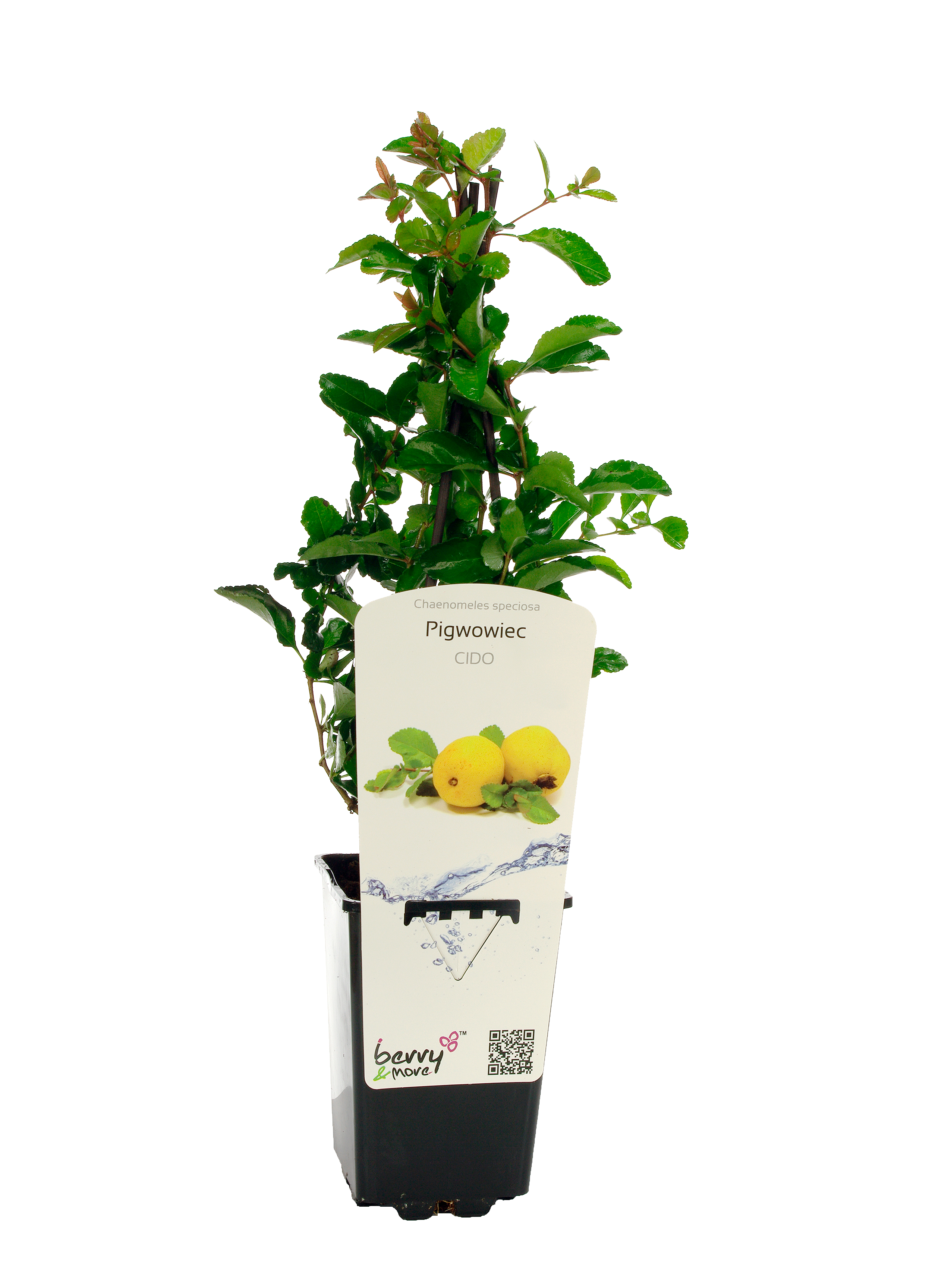 Pigwa pospolista Cydonia 26 cm Berry&amp;More™