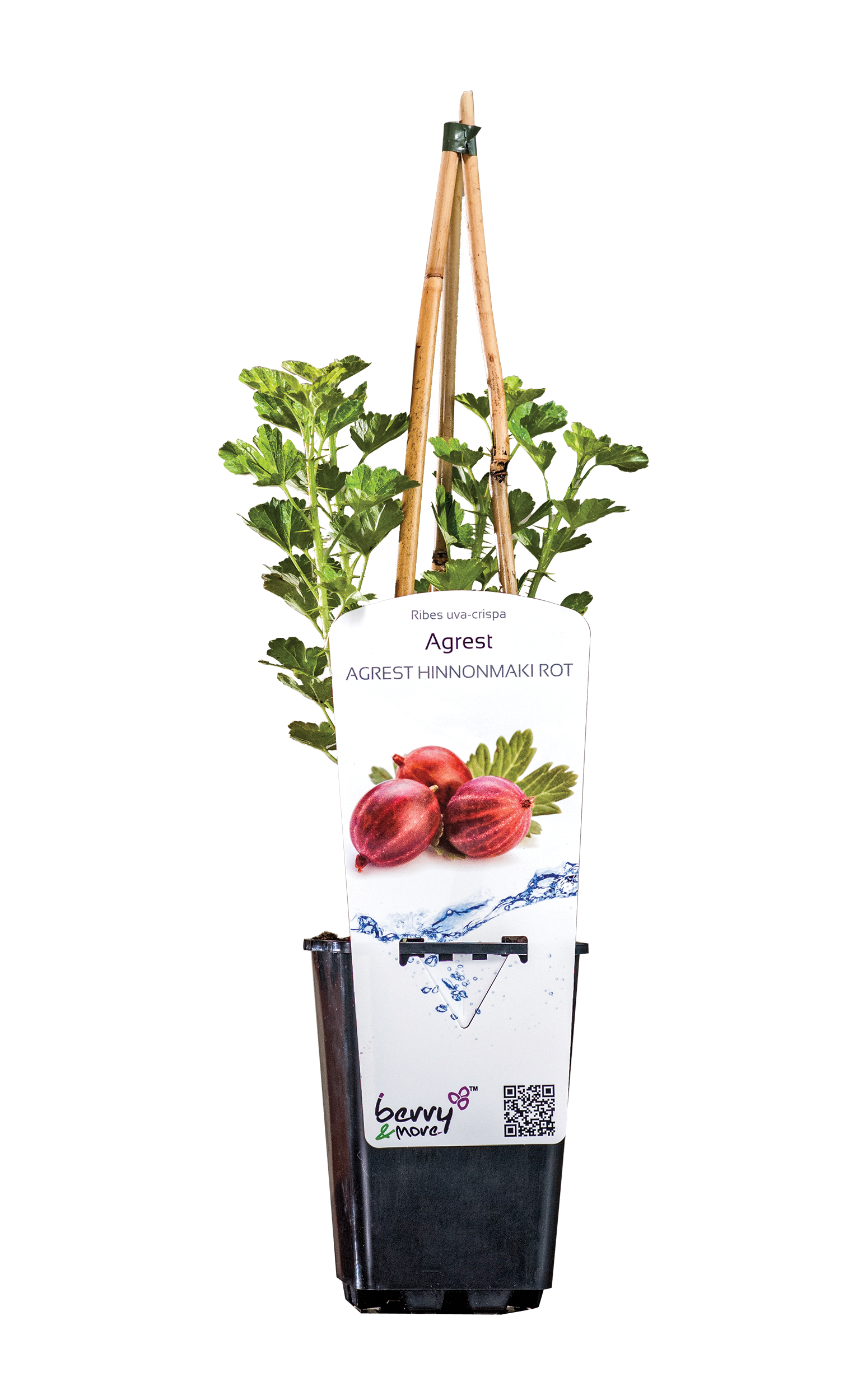 Agrest 26 cm Berry&amp;More™