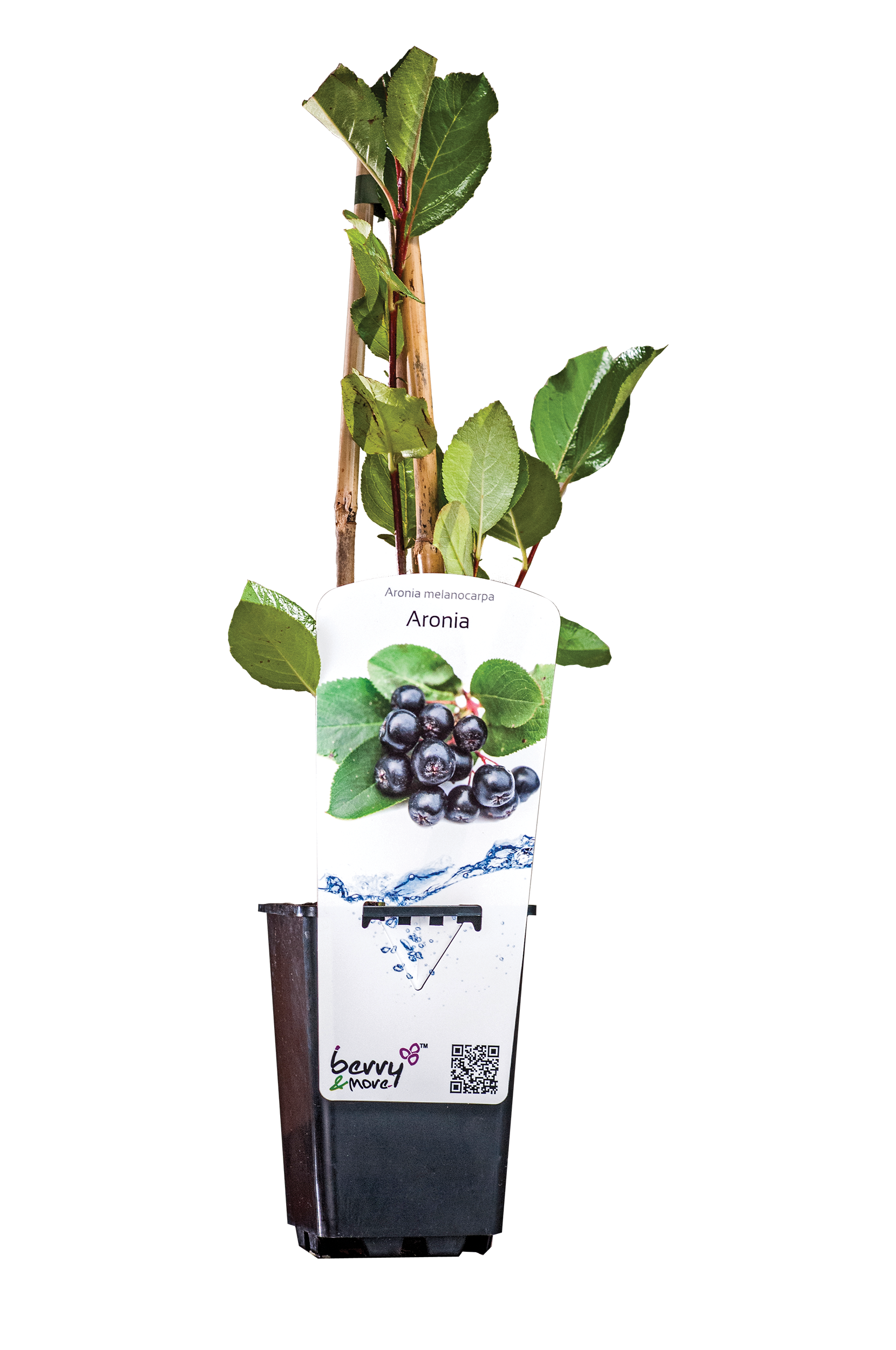 Aronia 26 cm Berry&amp;More™