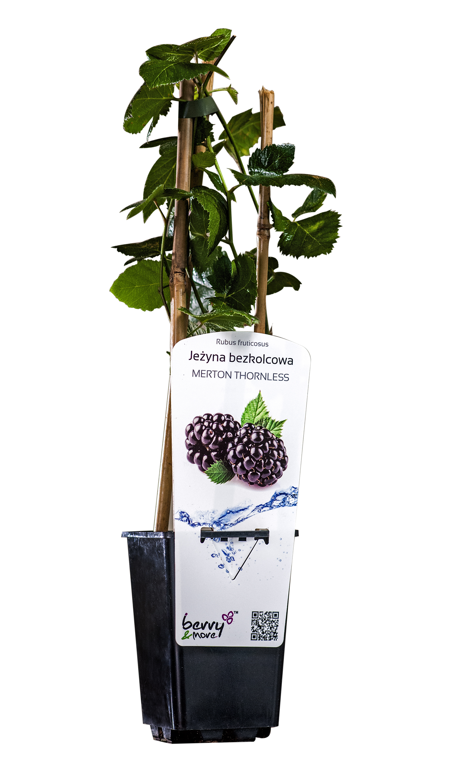 Jeżyna bezkolcowa 26 cm Berry&amp;More™