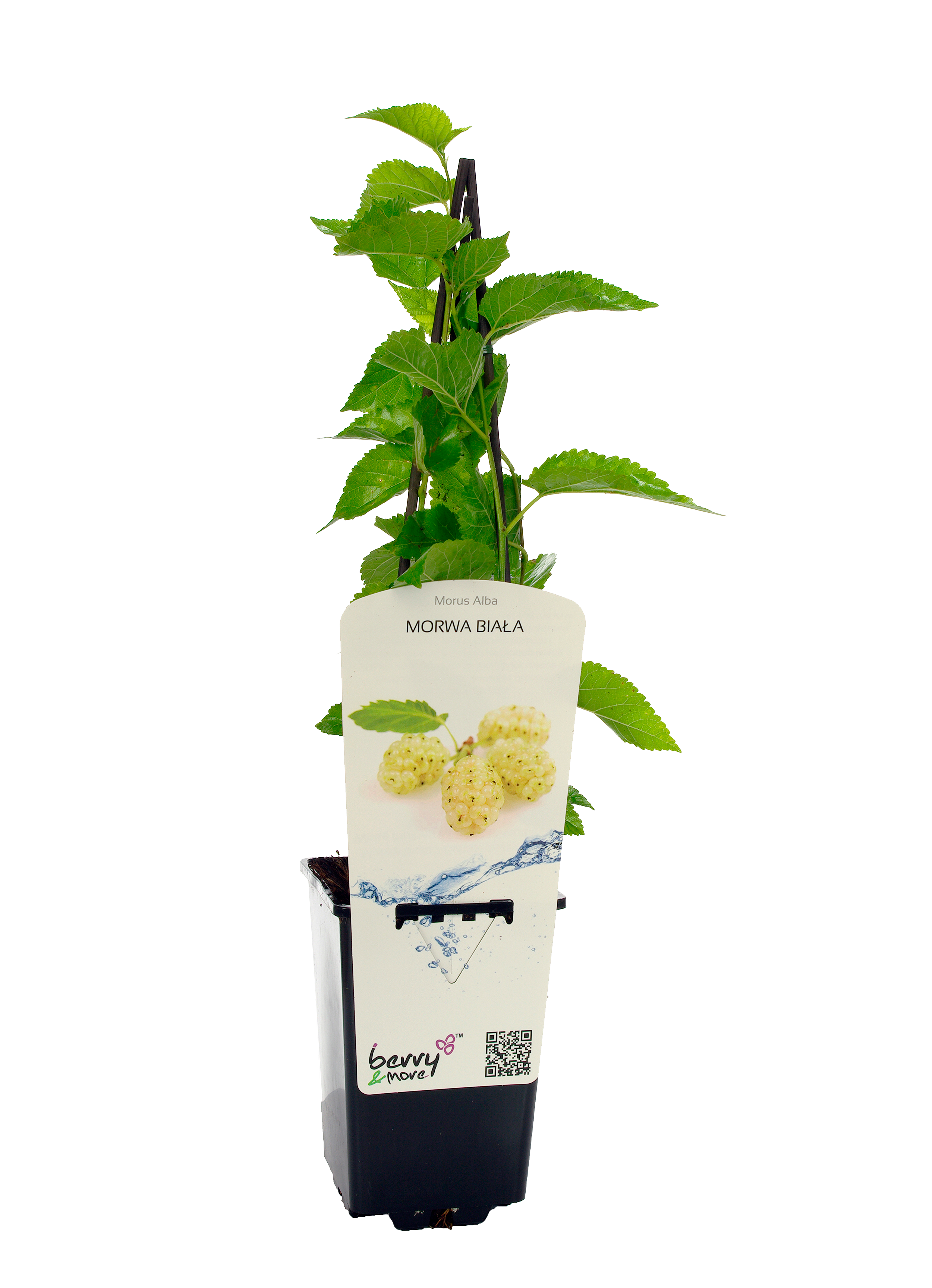 Morwa biała 26 cm Berry&amp;More™