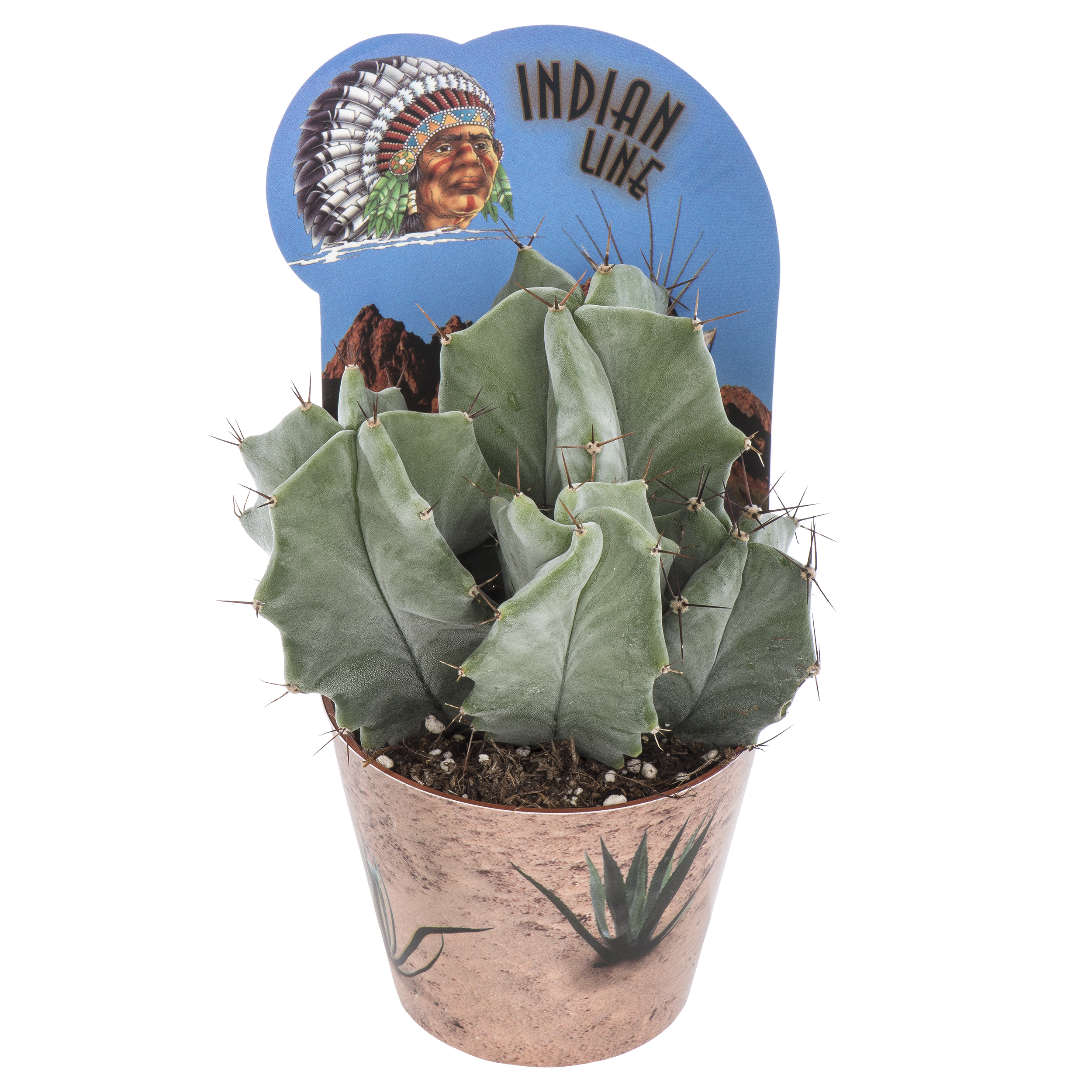 Kaktus Indian mix 20 cm