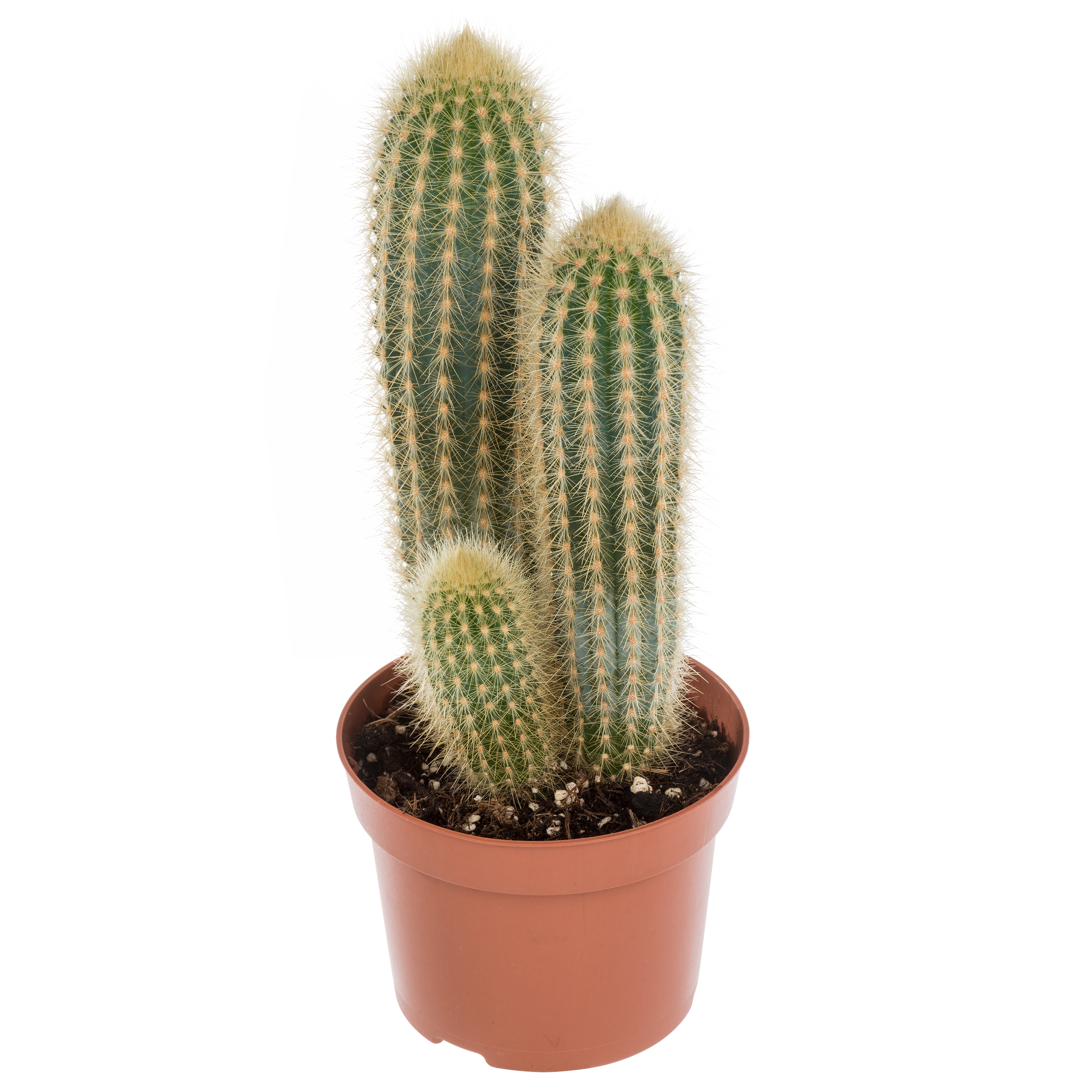 Kaktus mix 25 cm