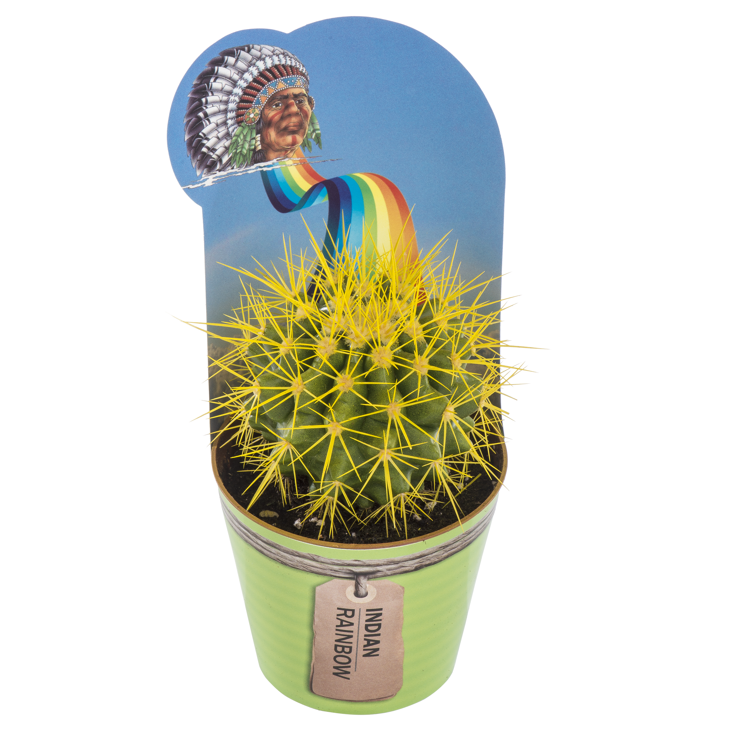 Kaktus Indian Rainbow mix 10 cm - 3
