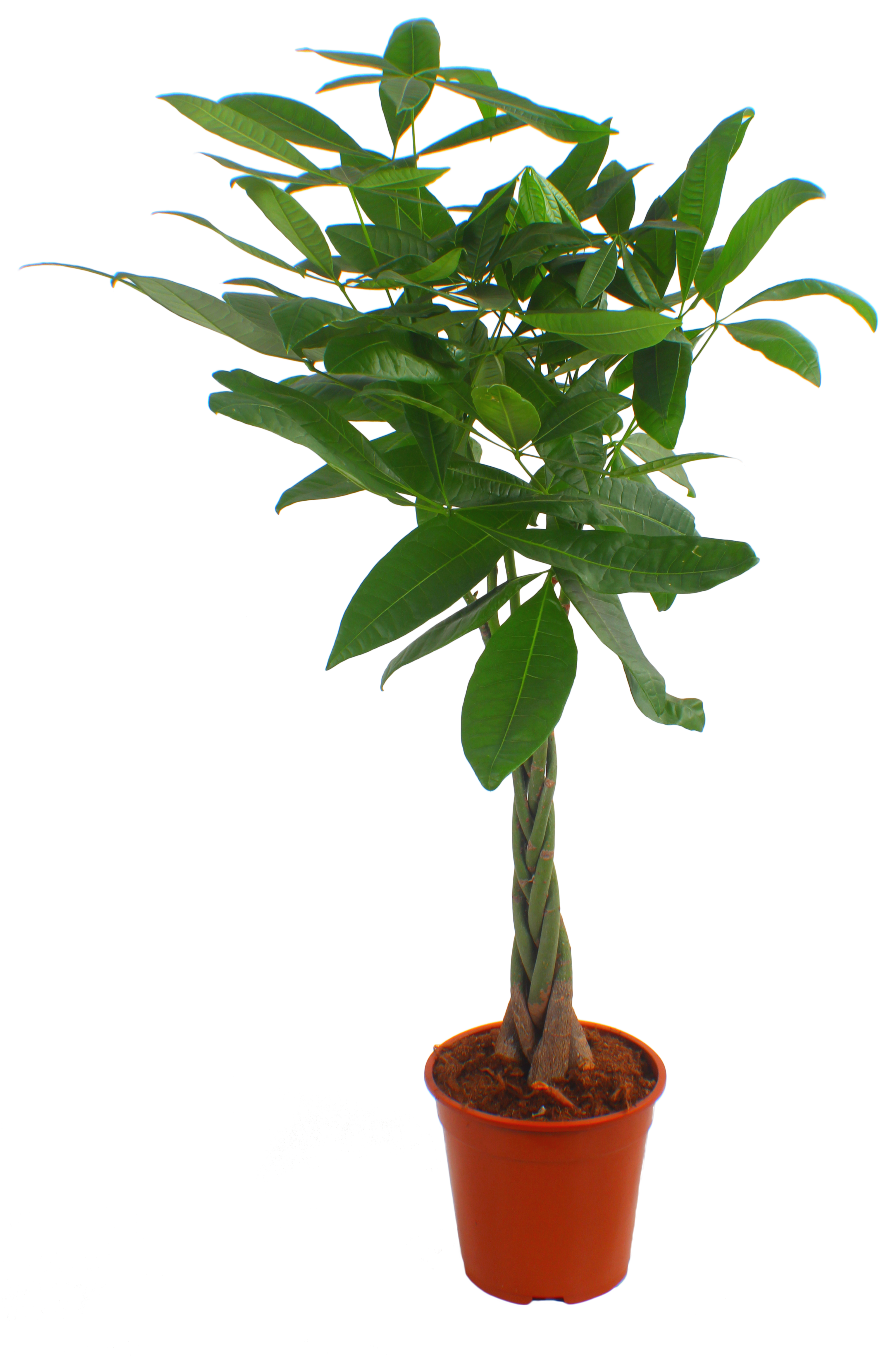 Pachira Aquatica na plecionym pniu 90 cm