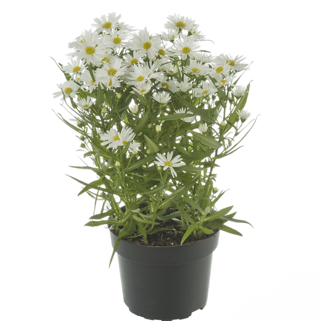 Aster Marcinki mix 35-40 cm