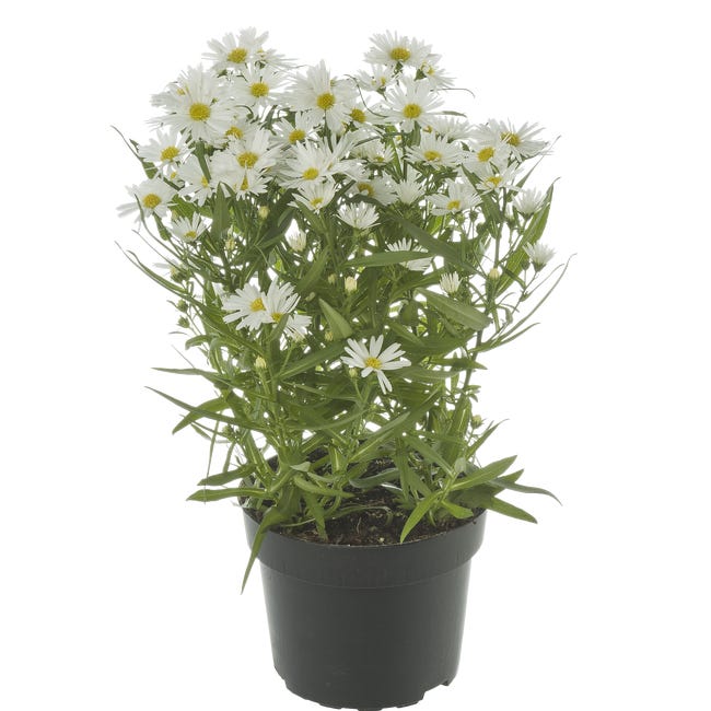 ASTER 20-25CM P12 RET 45280606