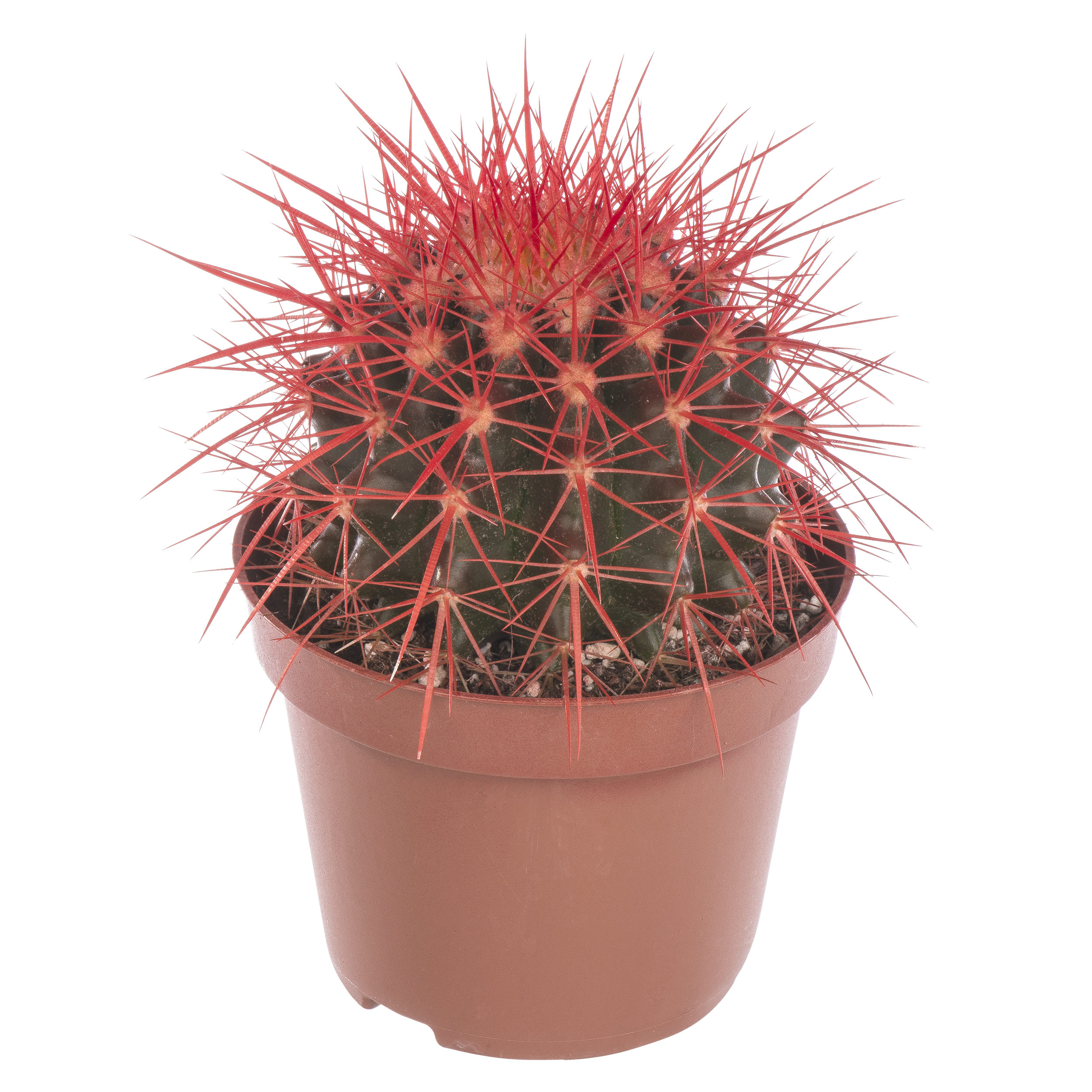 Echinokaktus Rainbow mix 15 cm - 2