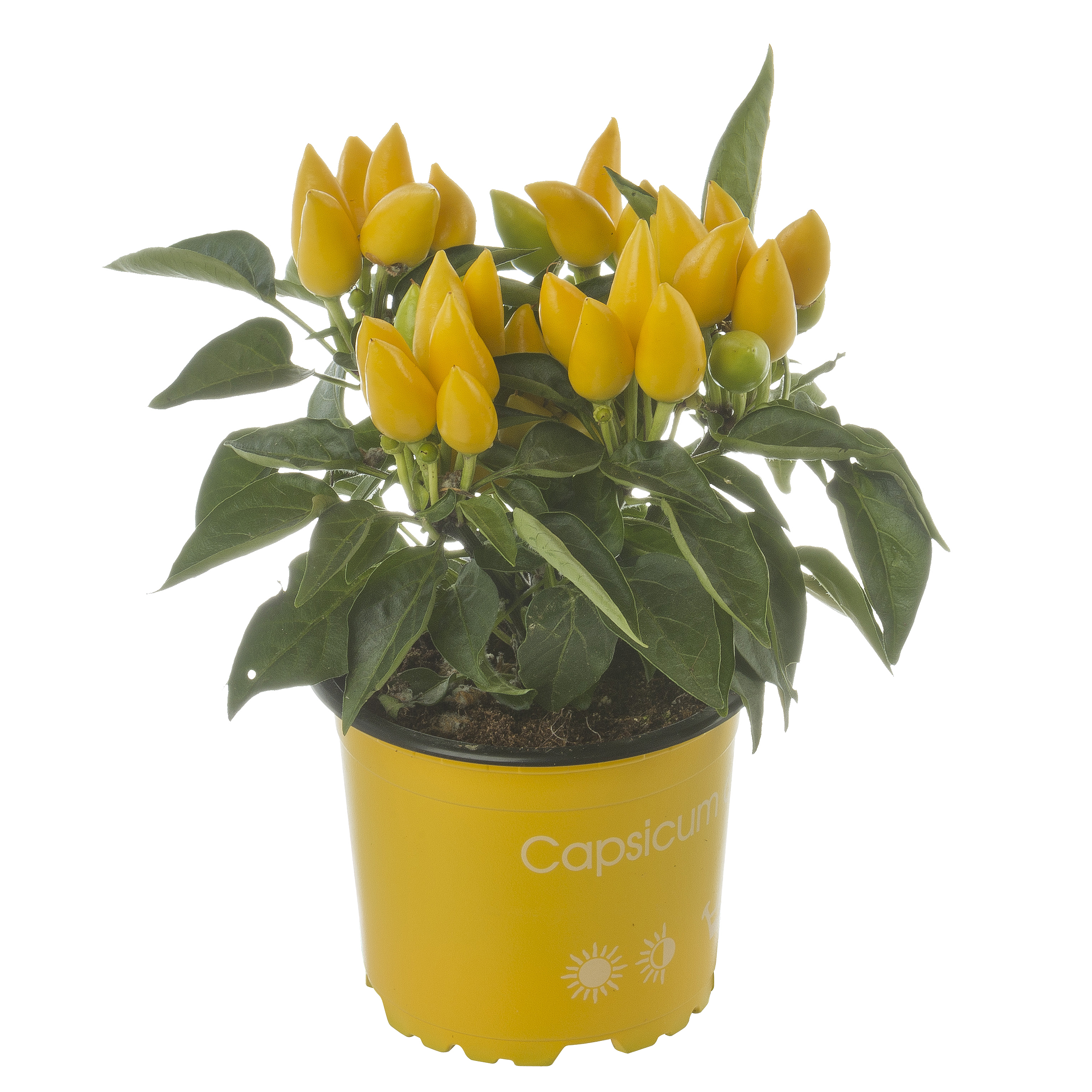 Papryka Annuum Joker mix 25cm