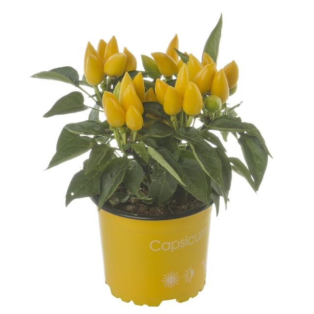 Papryka Annuum Joker mix 25cm