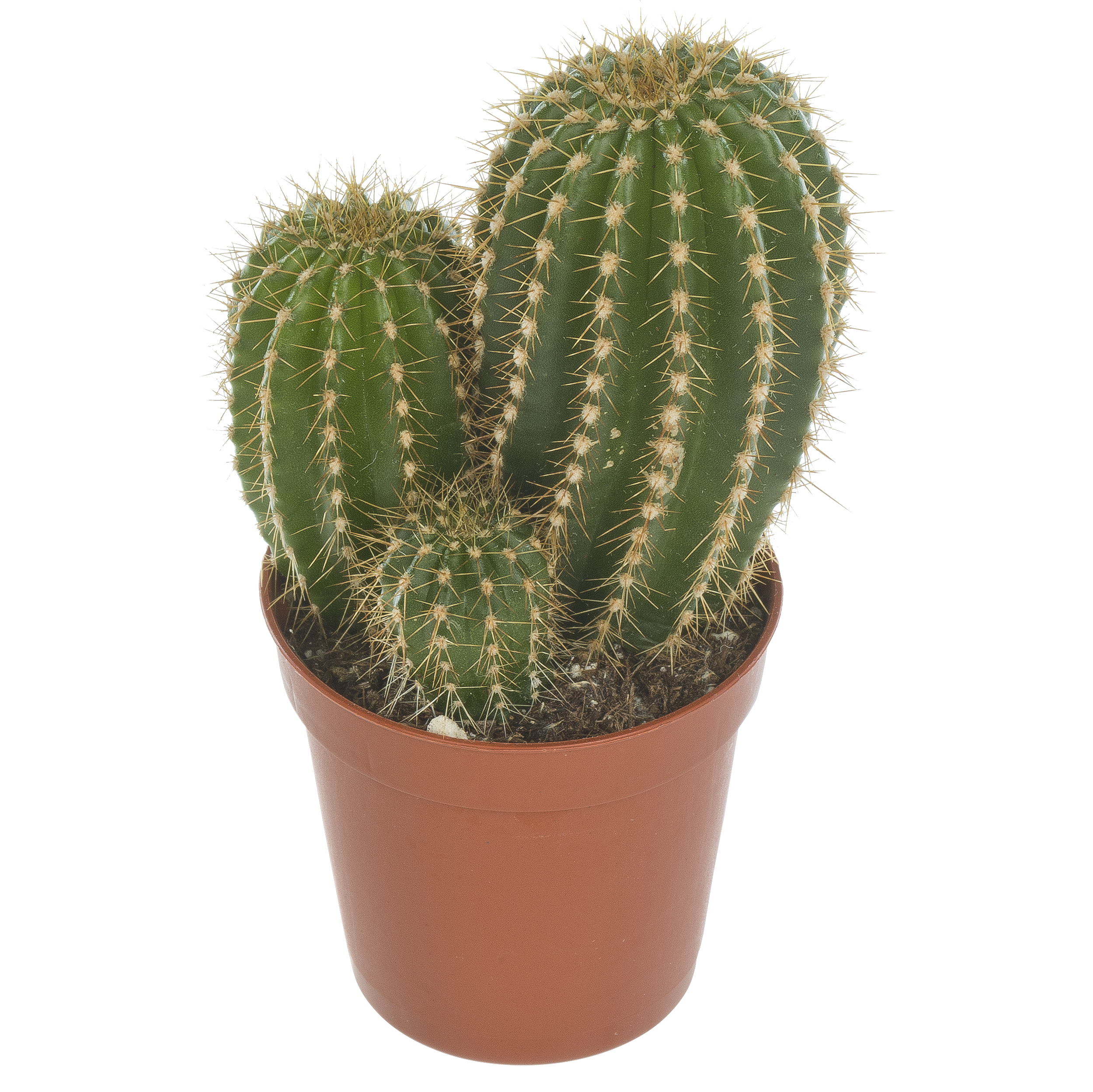 Kaktus mix 12 cm - Leroy Merlin