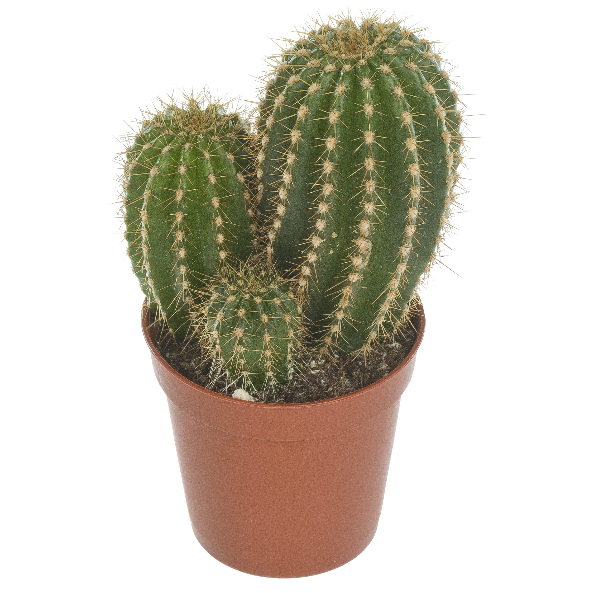 Kaktus mix 12 cm - Leroy Merlin