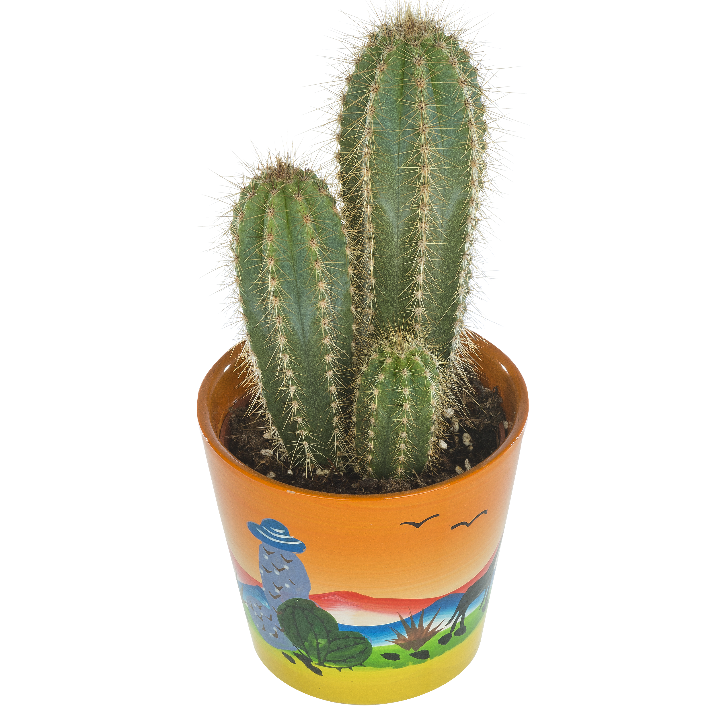 Kaktus mix w osłonce ceramicznej 15 cm