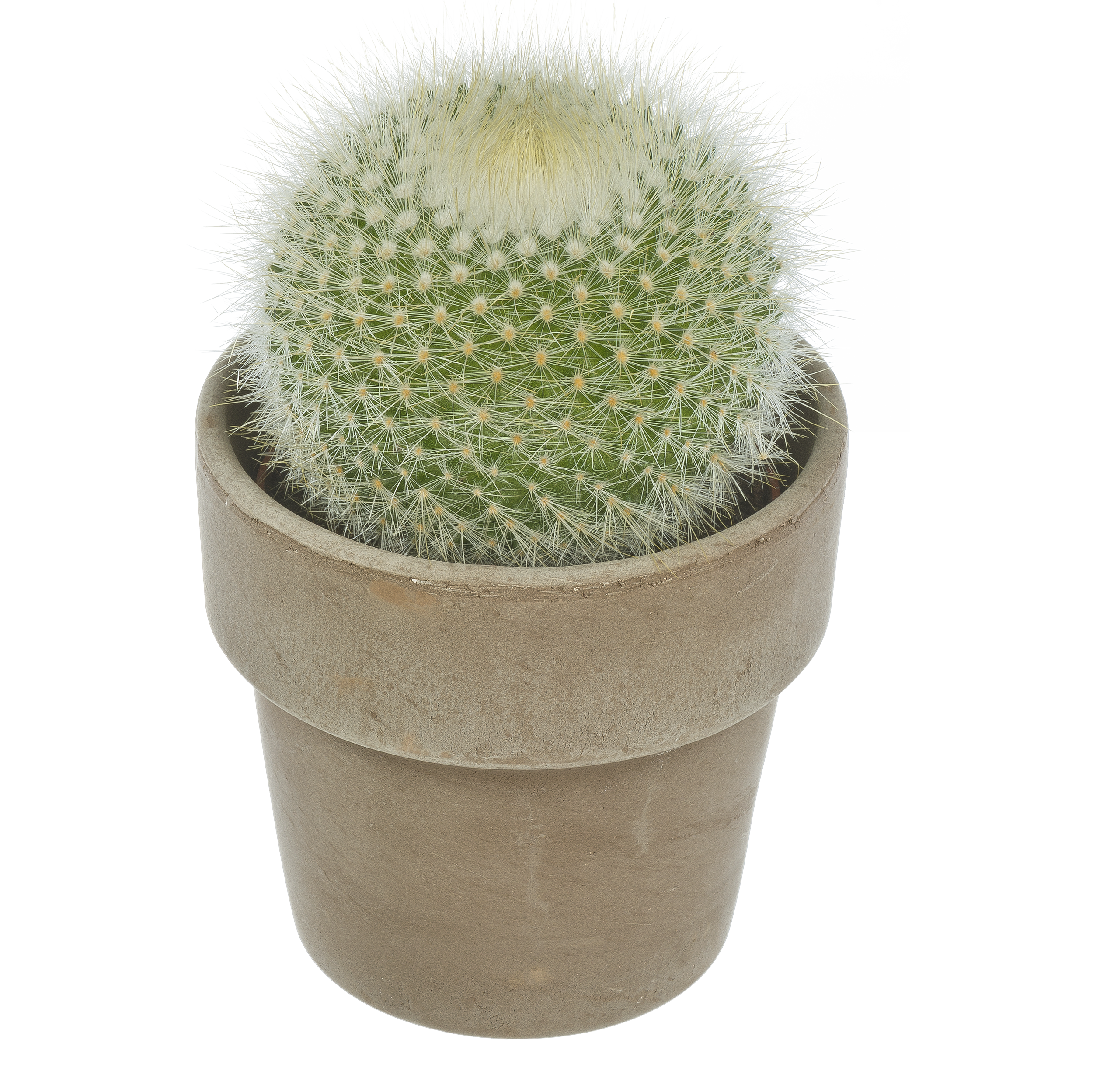 Kaktus w ozdobnej osłonce ceramicznej mix 12.5 cm