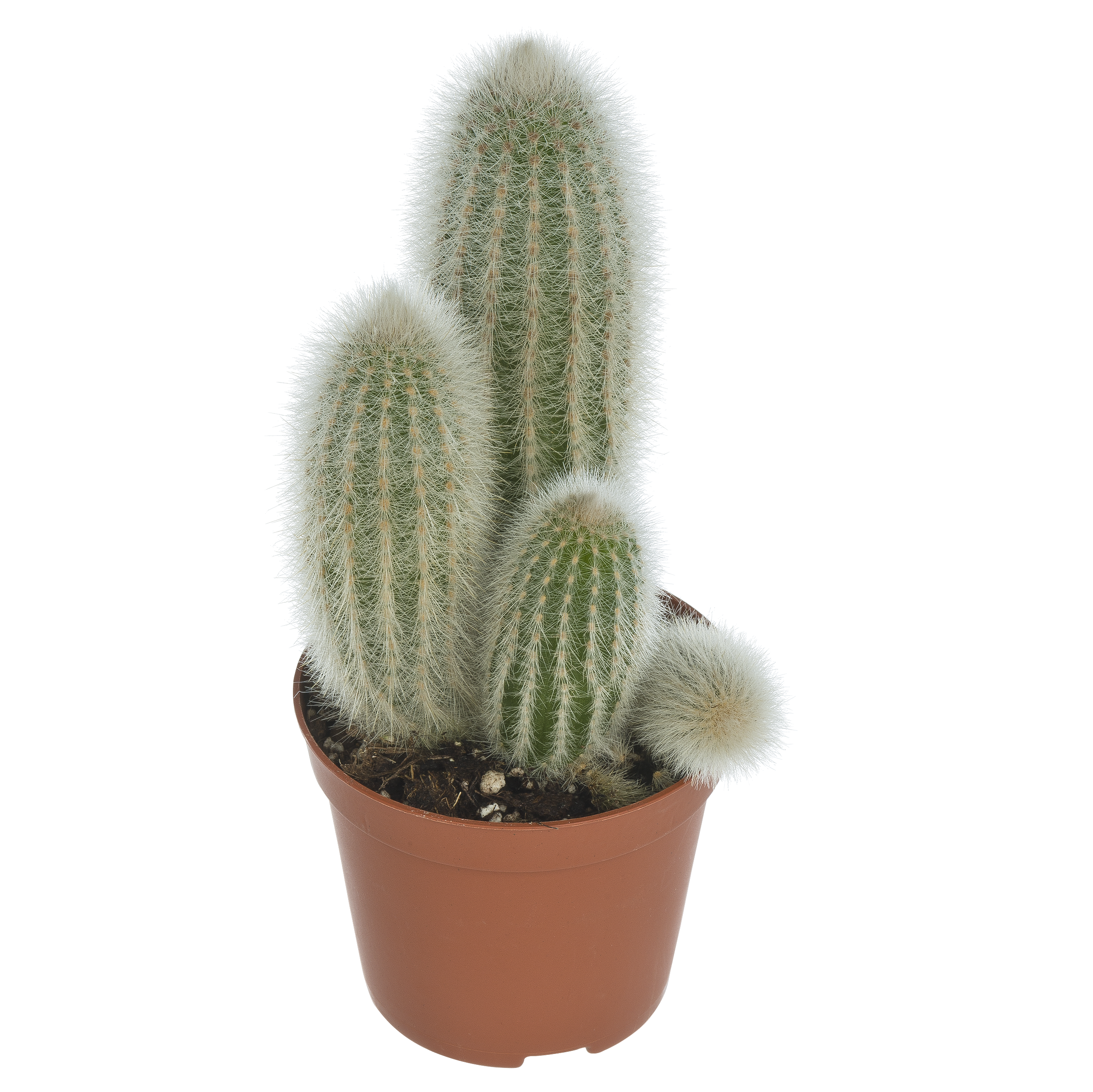 Kaktus mix 15 cm