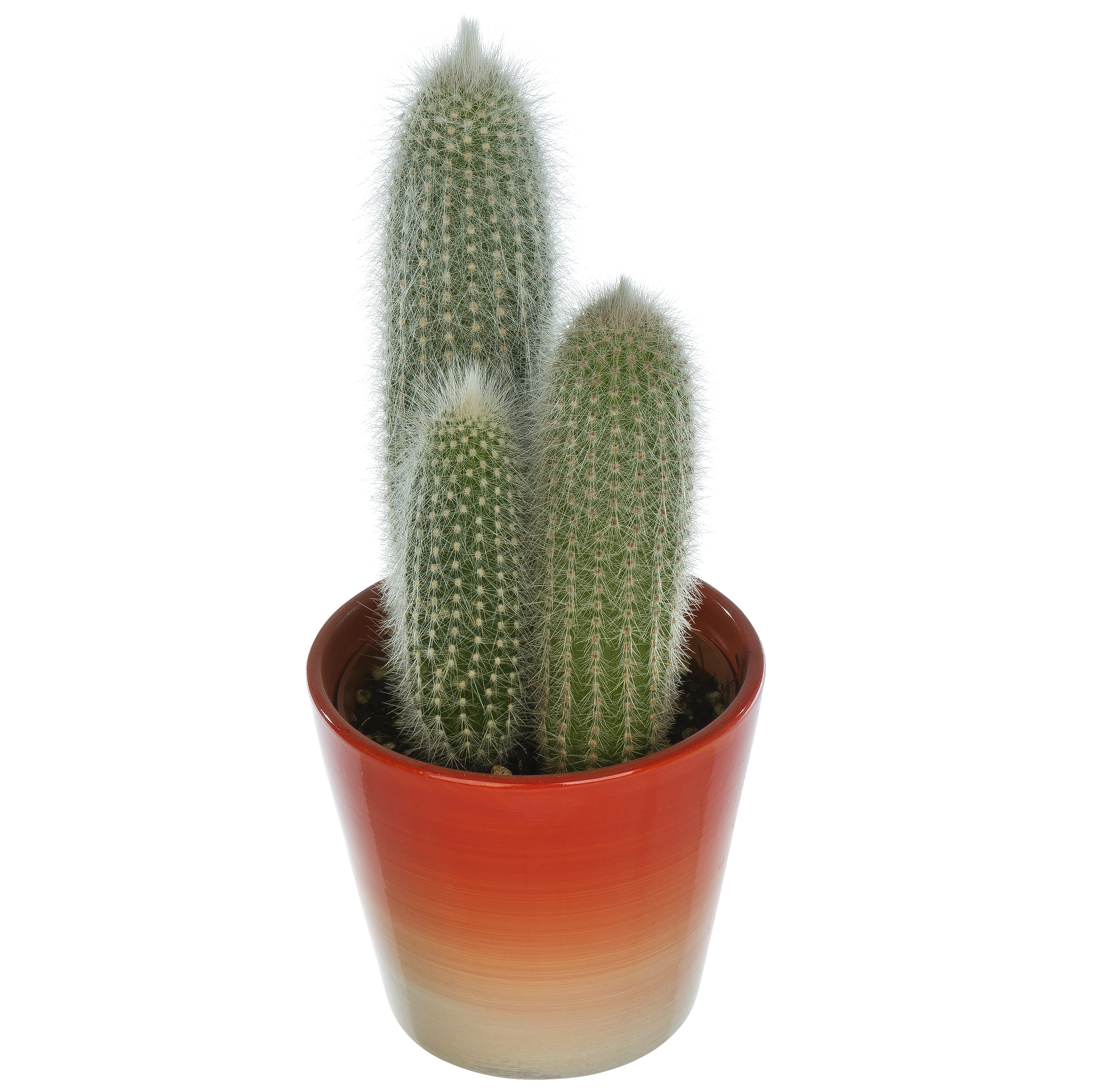 Kaktus w ozdobnej osłonce ceramicznej mix 15 cm