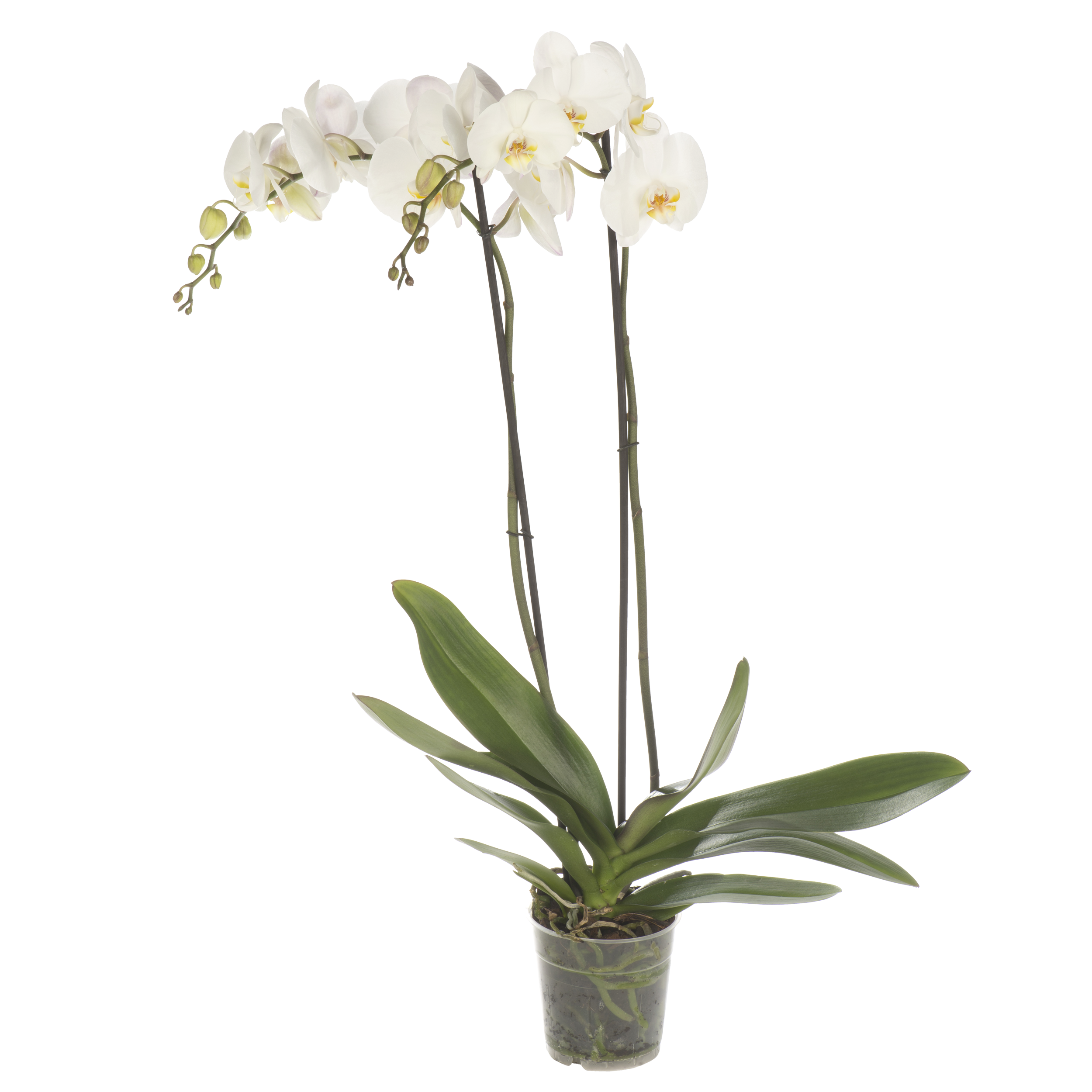 Storczyk Falenopsis biały 70cm 2 pędy