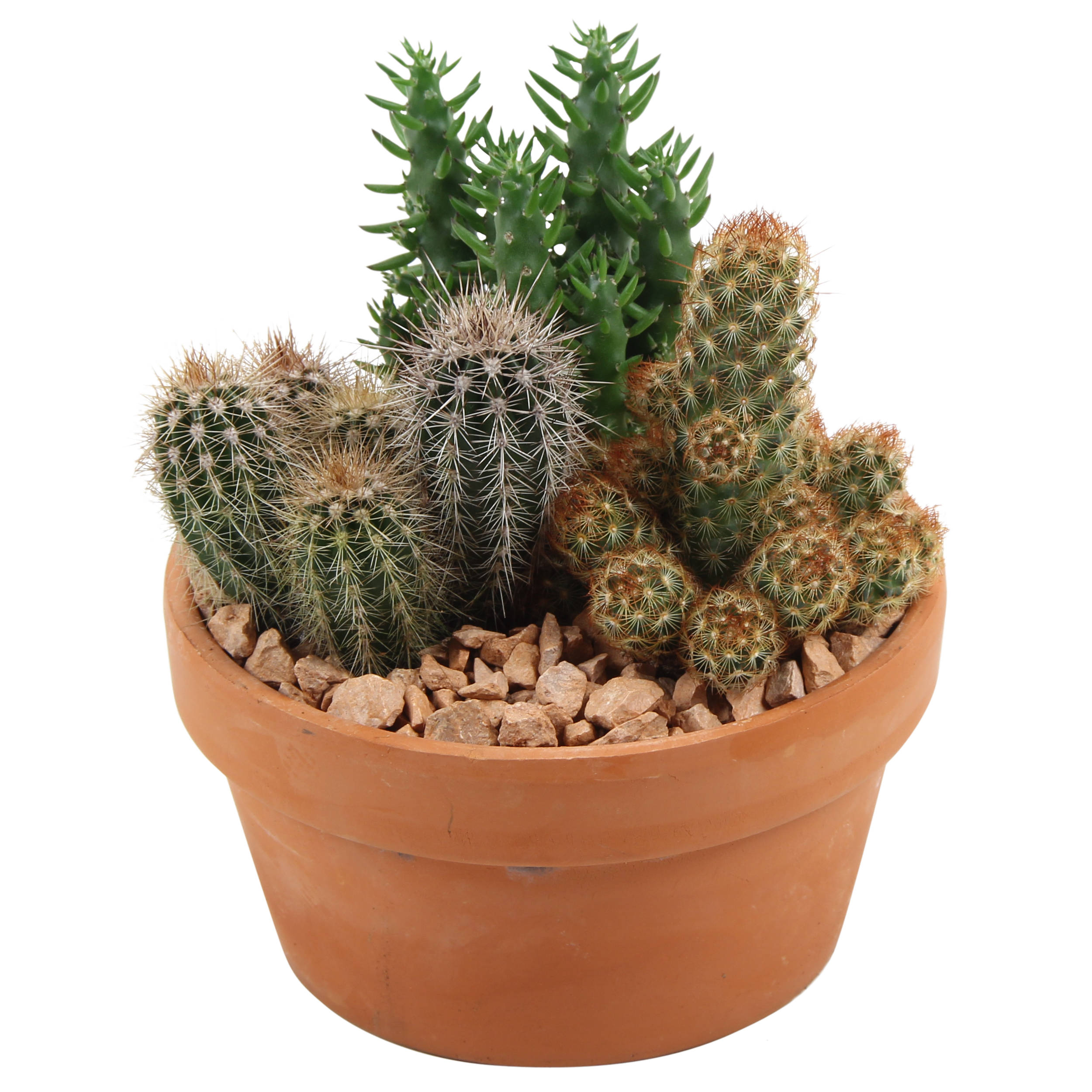 Kaktus mix 27 cm aranżacja w ceramice