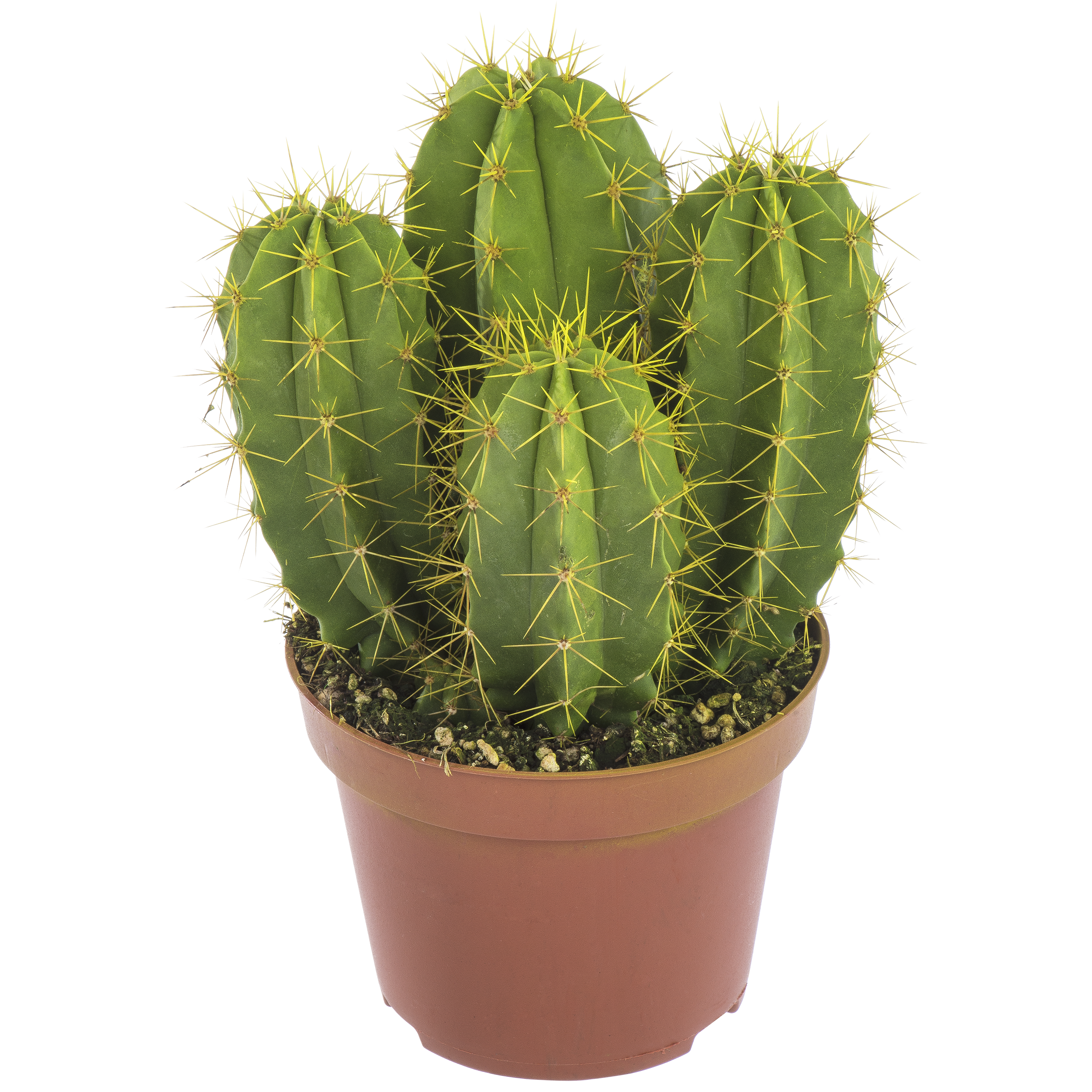 Kaktus Rainbow mix 13 cm