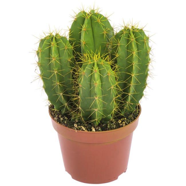 Kaktus Shake Raspberry Kaktus Rainbow mix 13 cm - Leroy Merlin