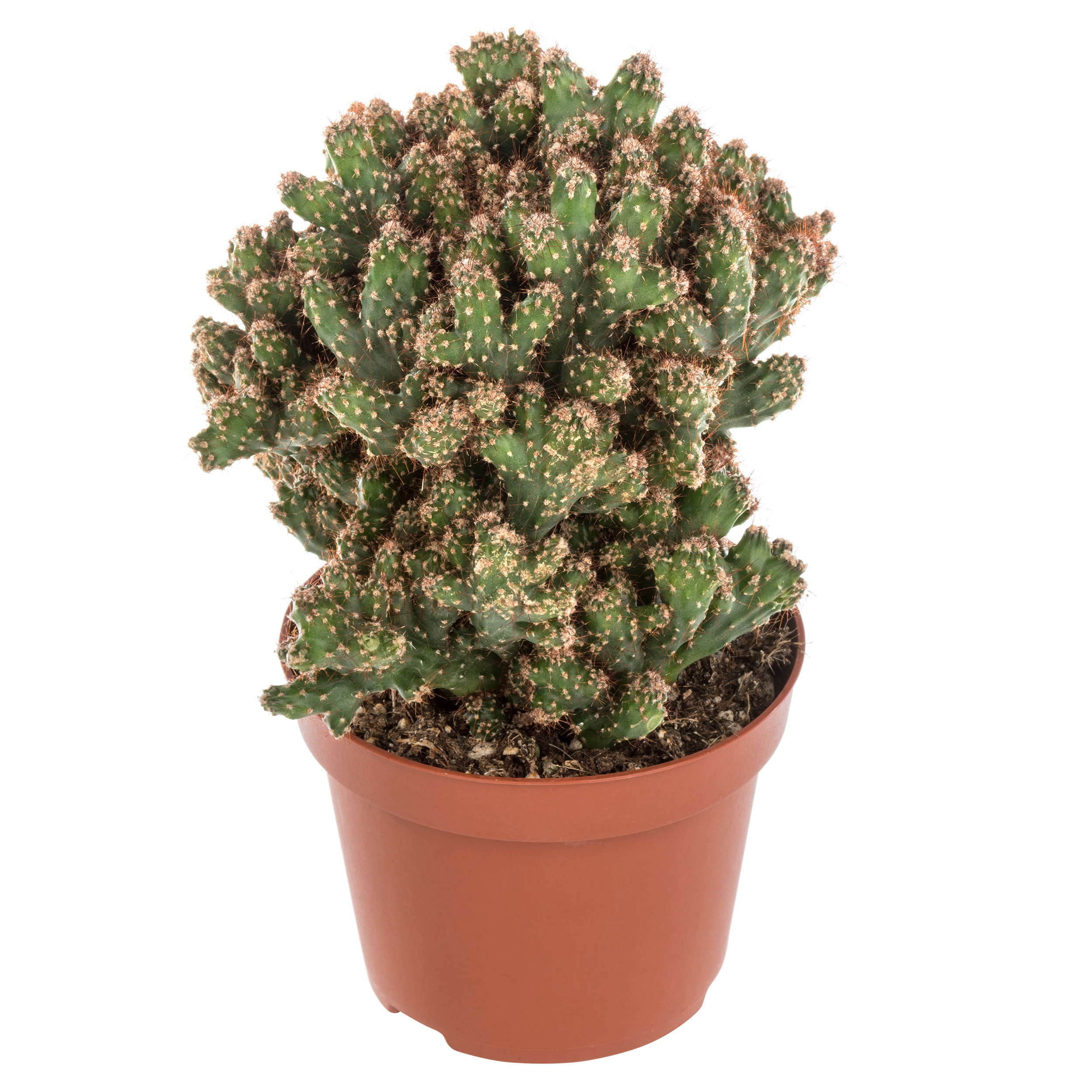 Kaktus mix 18 cm - Leroy Merlin