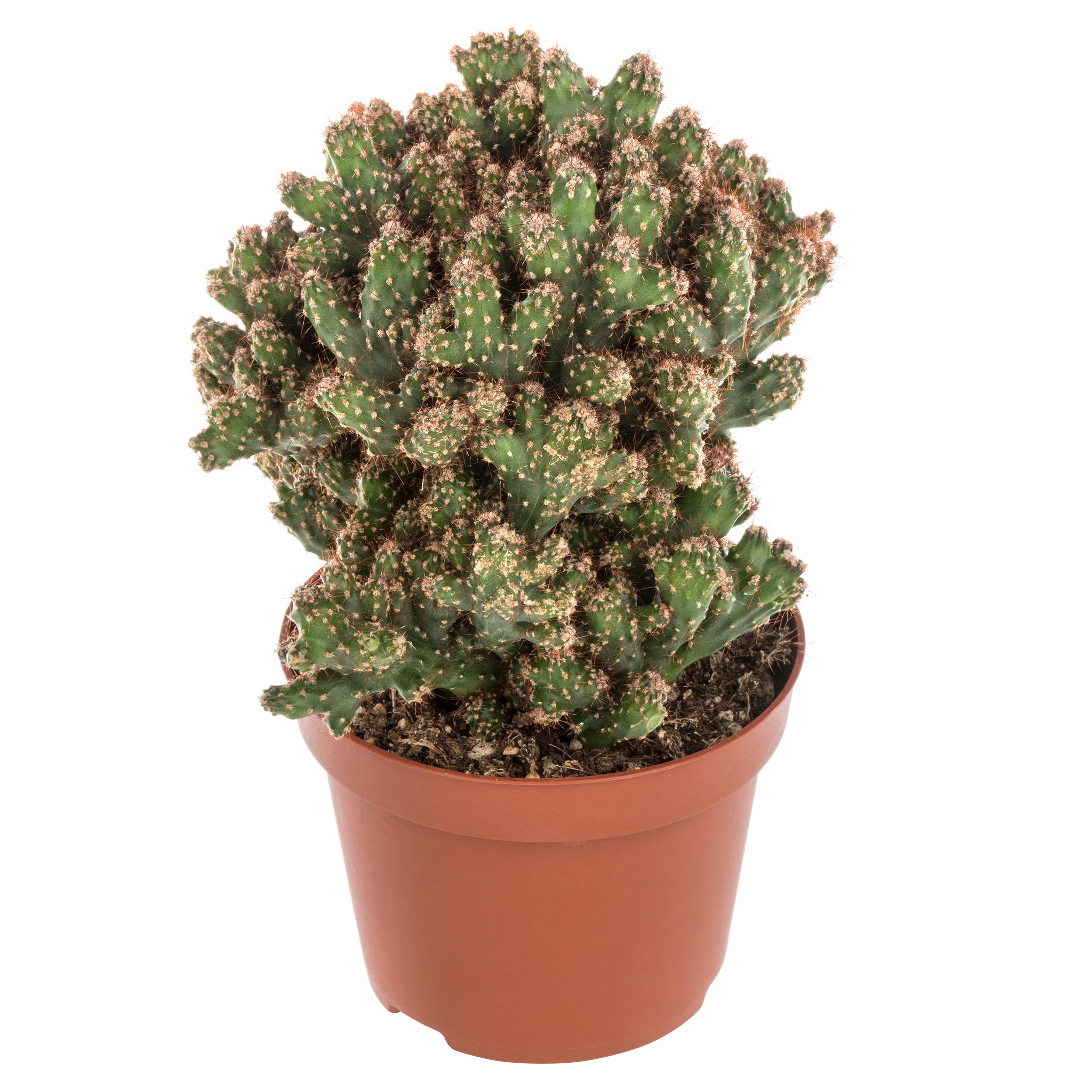 Kaktus mix 18 cm - Leroy Merlin