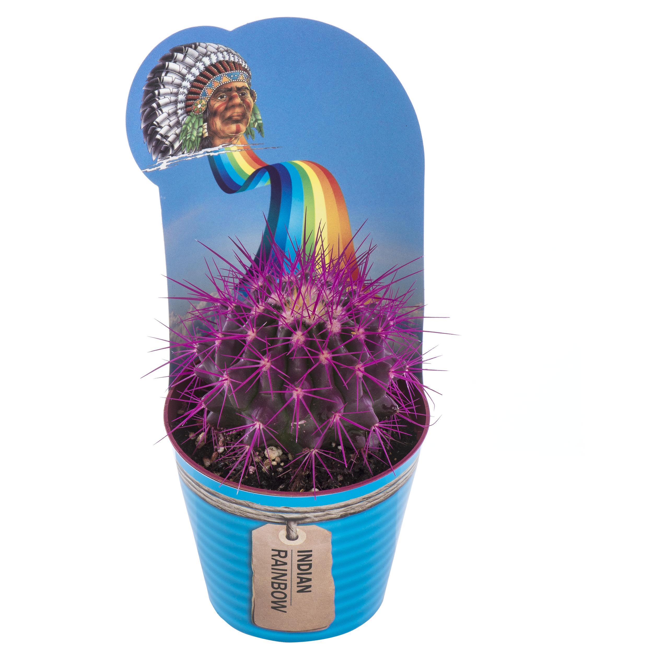 Kaktus Indian Rainbow mix 10 cm - Leroy Merlin
