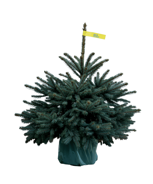 Świerk kłujący 80-100 cm choinka ukorzeniona w doniczce