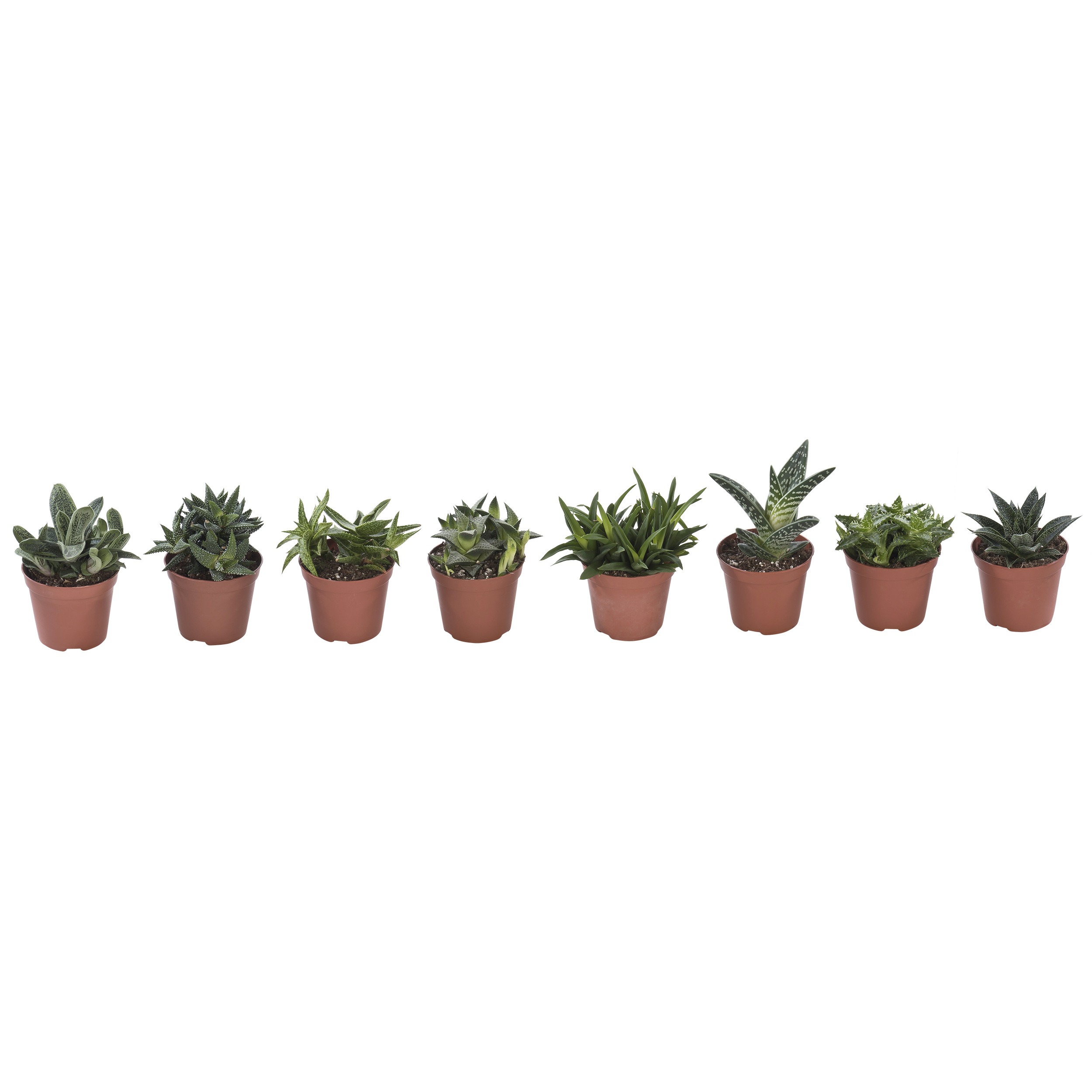 Aloes mix 15 cm