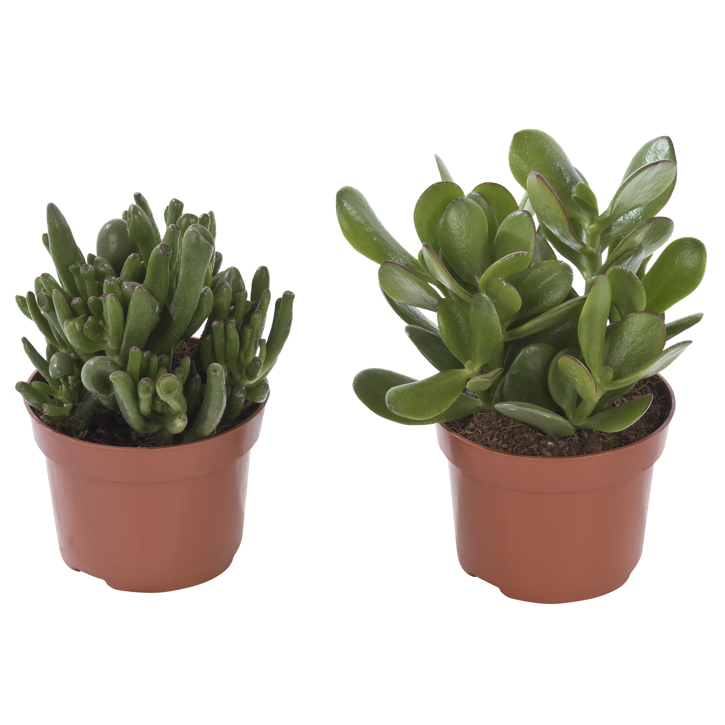 Grubosz Dzrewko szczęscia Rubasznica mix 20 cm