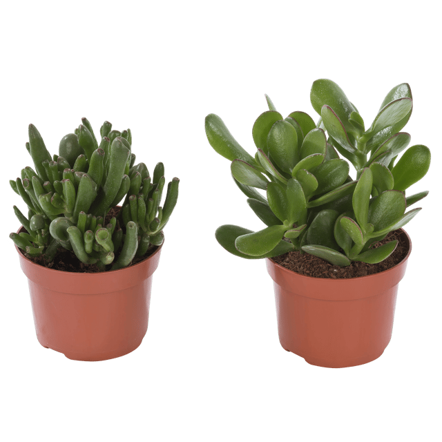 Grubosz Dzrewko szczęscia Rubasznica mix 20 cm