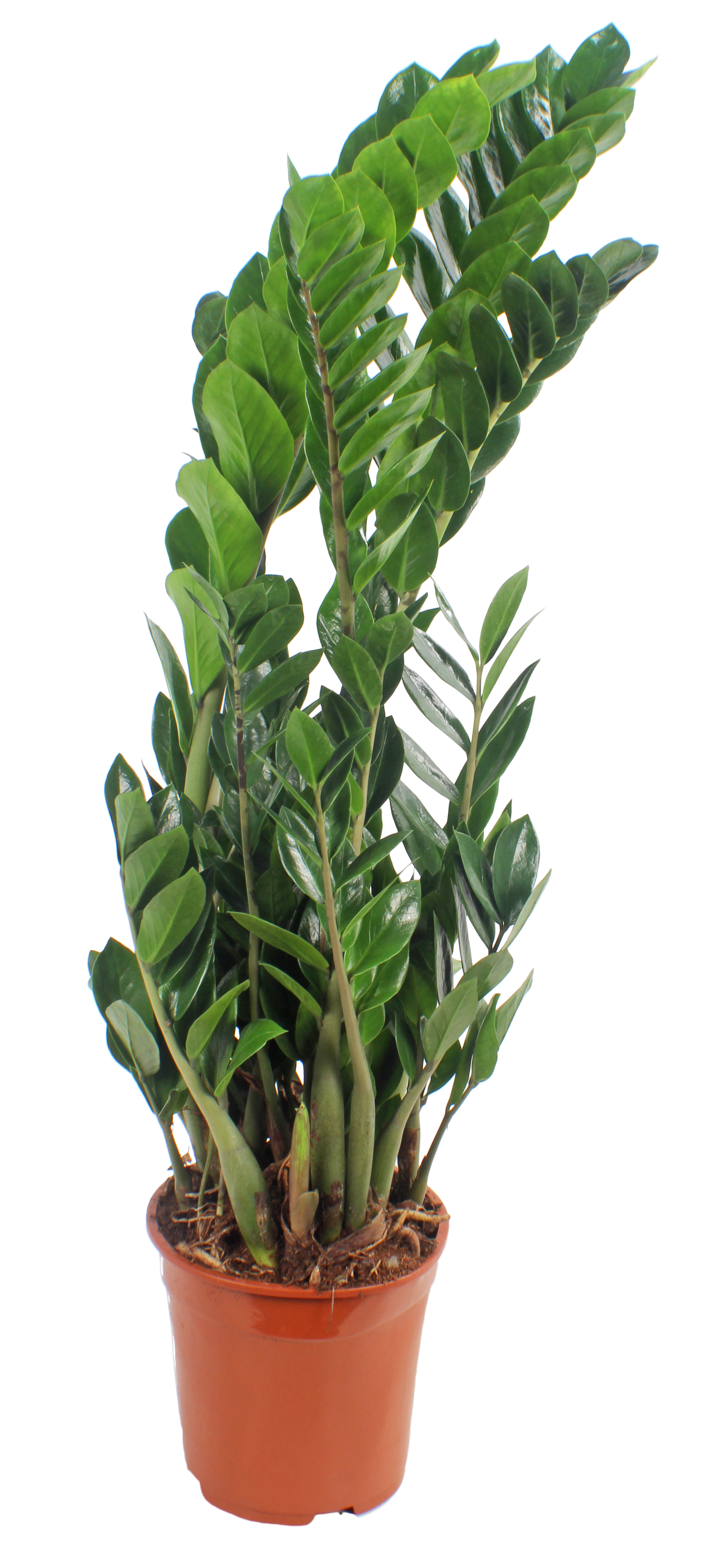 Zamiokulkas zamiolistny 80-85 cm