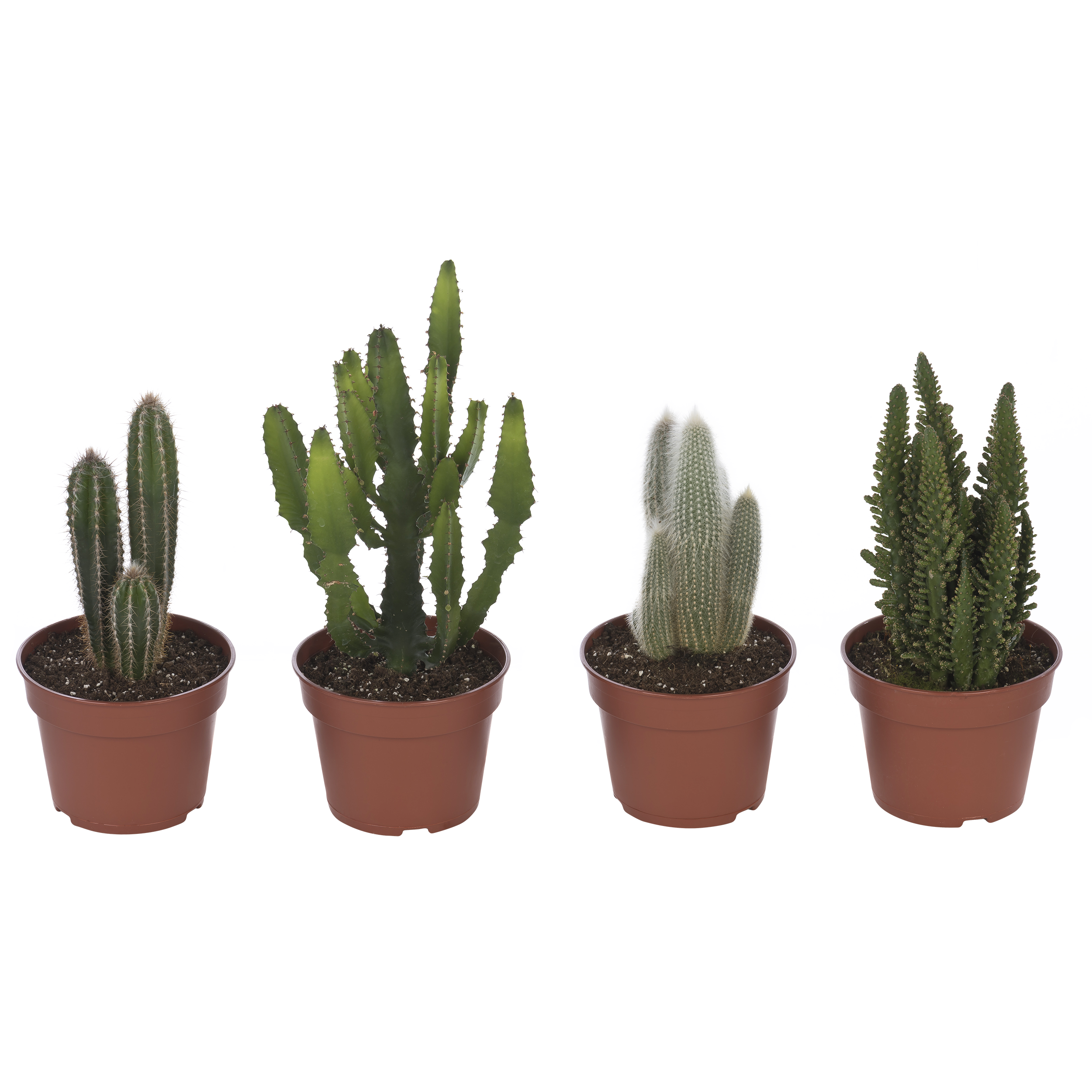 Kaktus mix 50 cm - Leroy Merlin