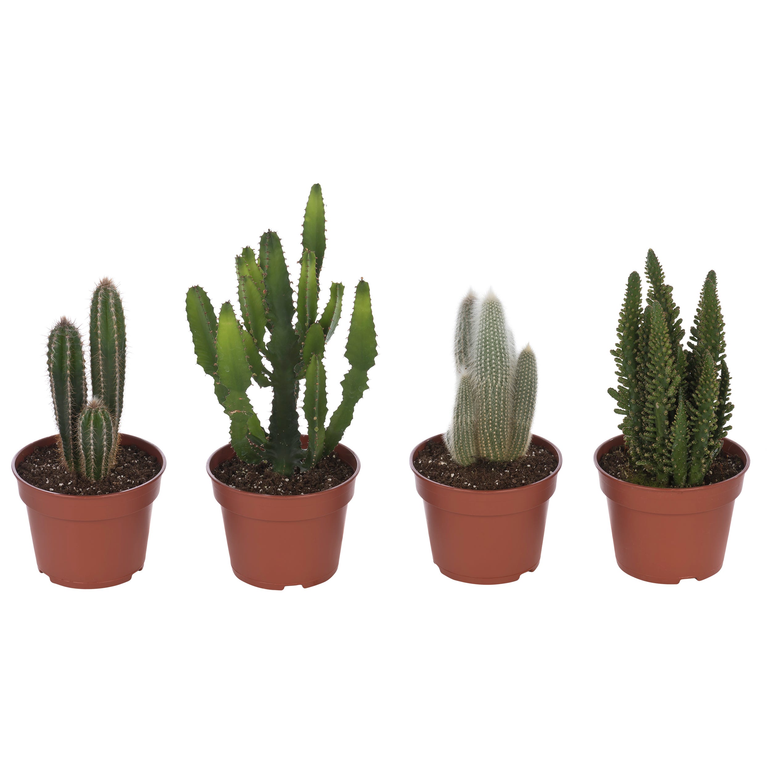 Kaktus mix 50 cm - Leroy Merlin