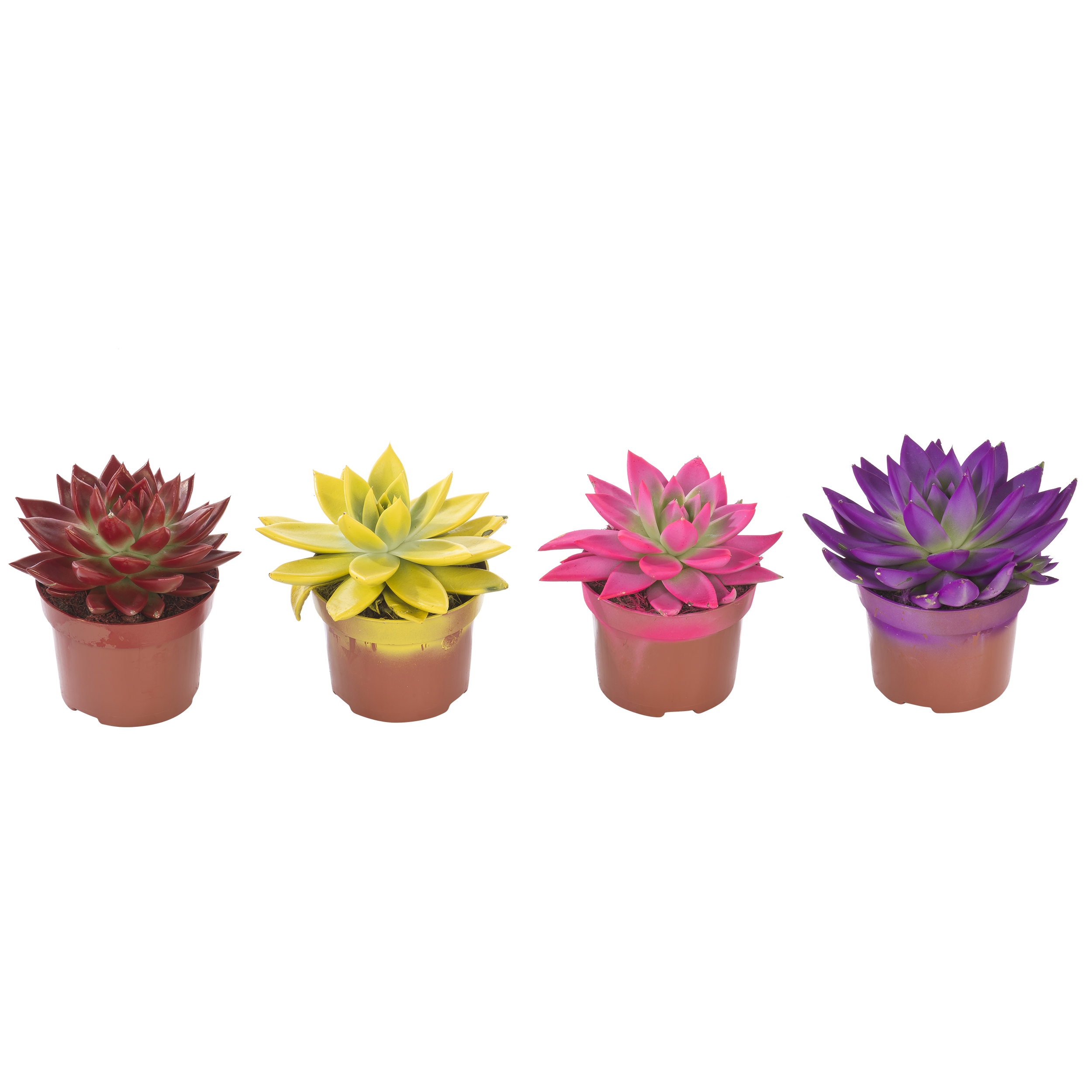 Eszeweria Miranda kolor mix 15 cm
