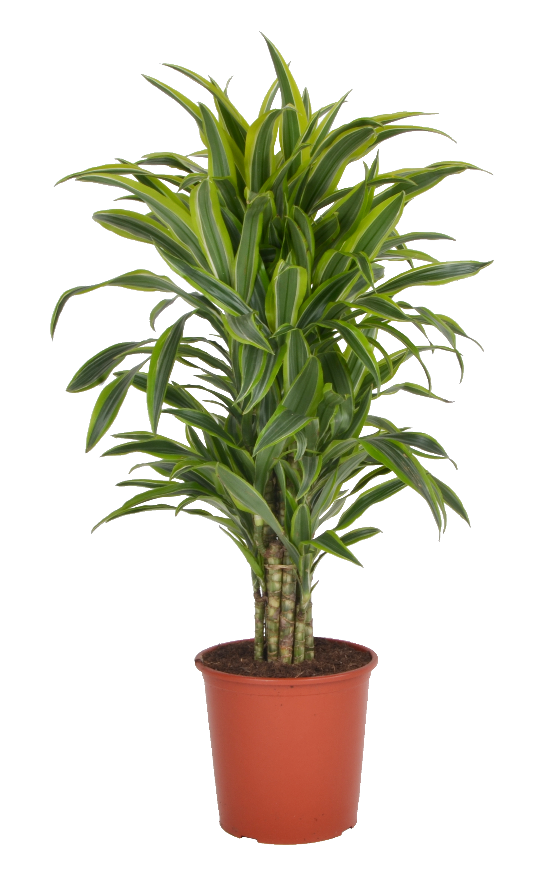 Dracena deremeska (Smokowiec) 'Lemon Lime' 130 cm - Leroy Merlin