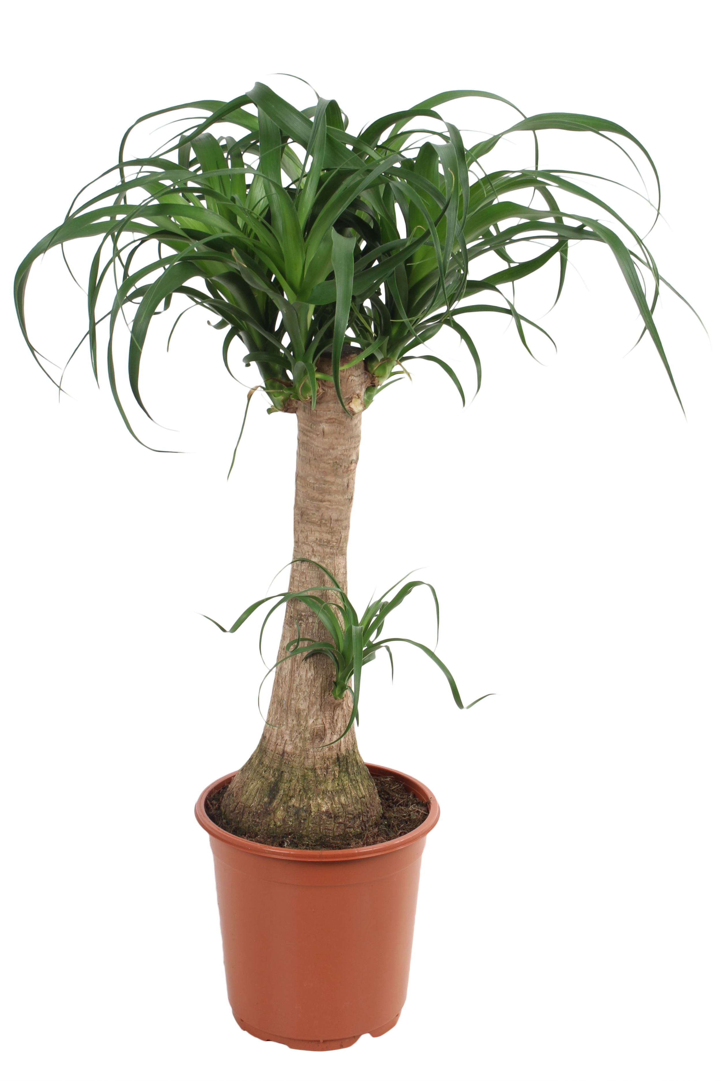 Nolina wygięta Beukarnea 70 cm