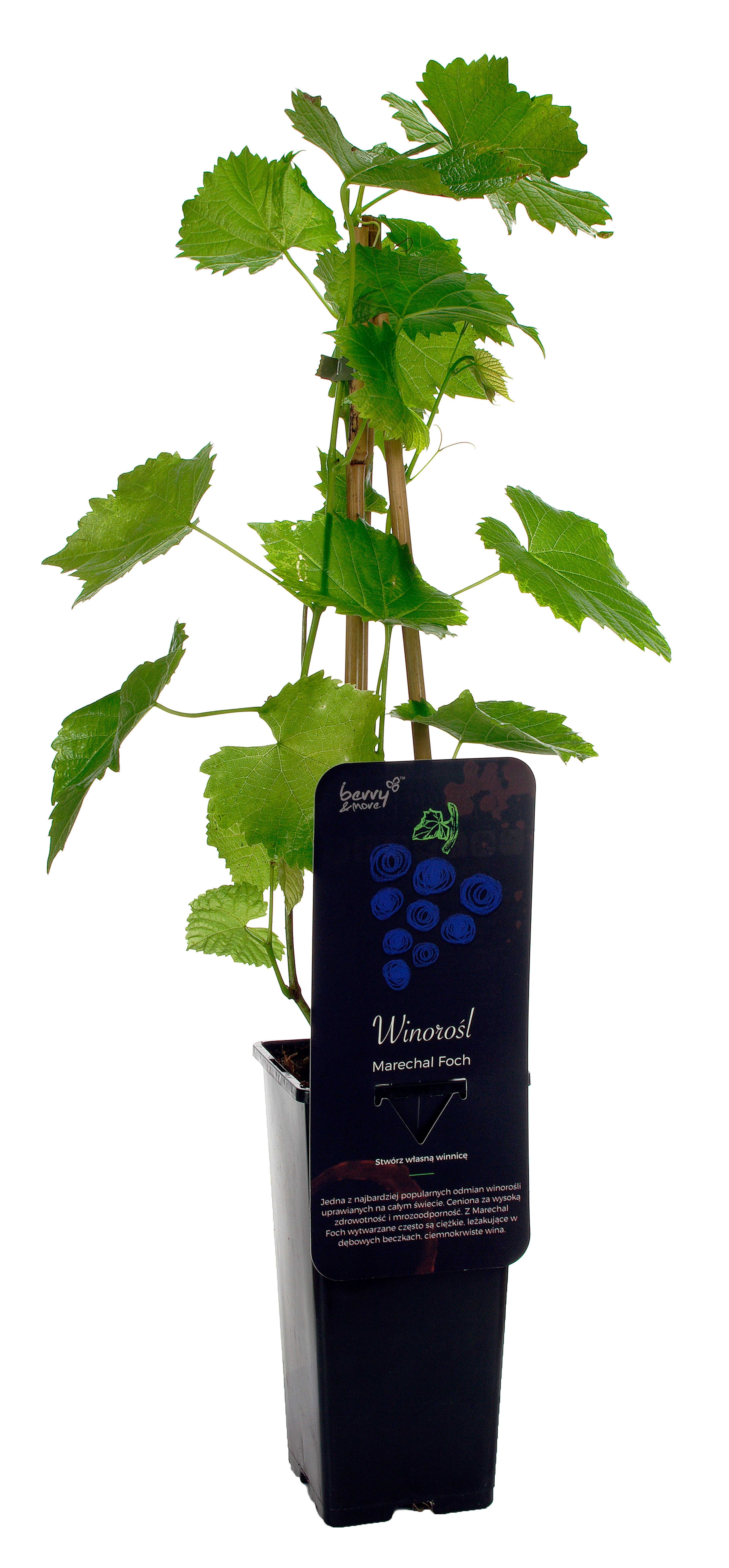 Winorośl granatowa mix 40 cm Berry&More™ - 4