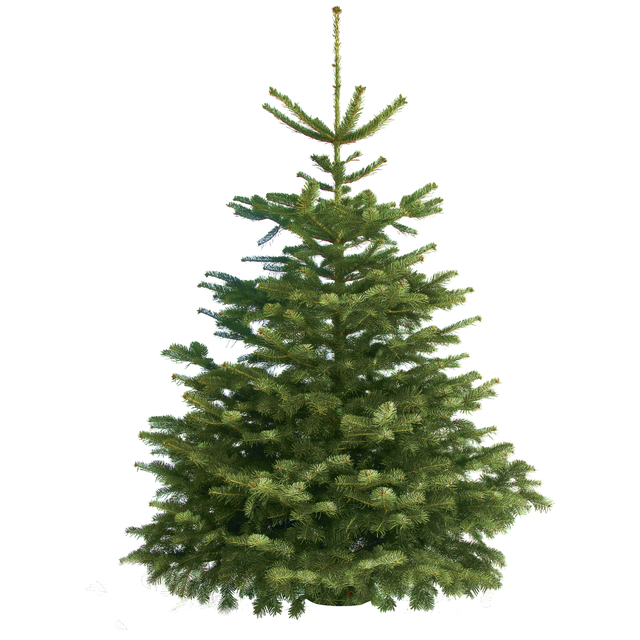 Jodła kaukaska 150-175cm choinka żywa cięta