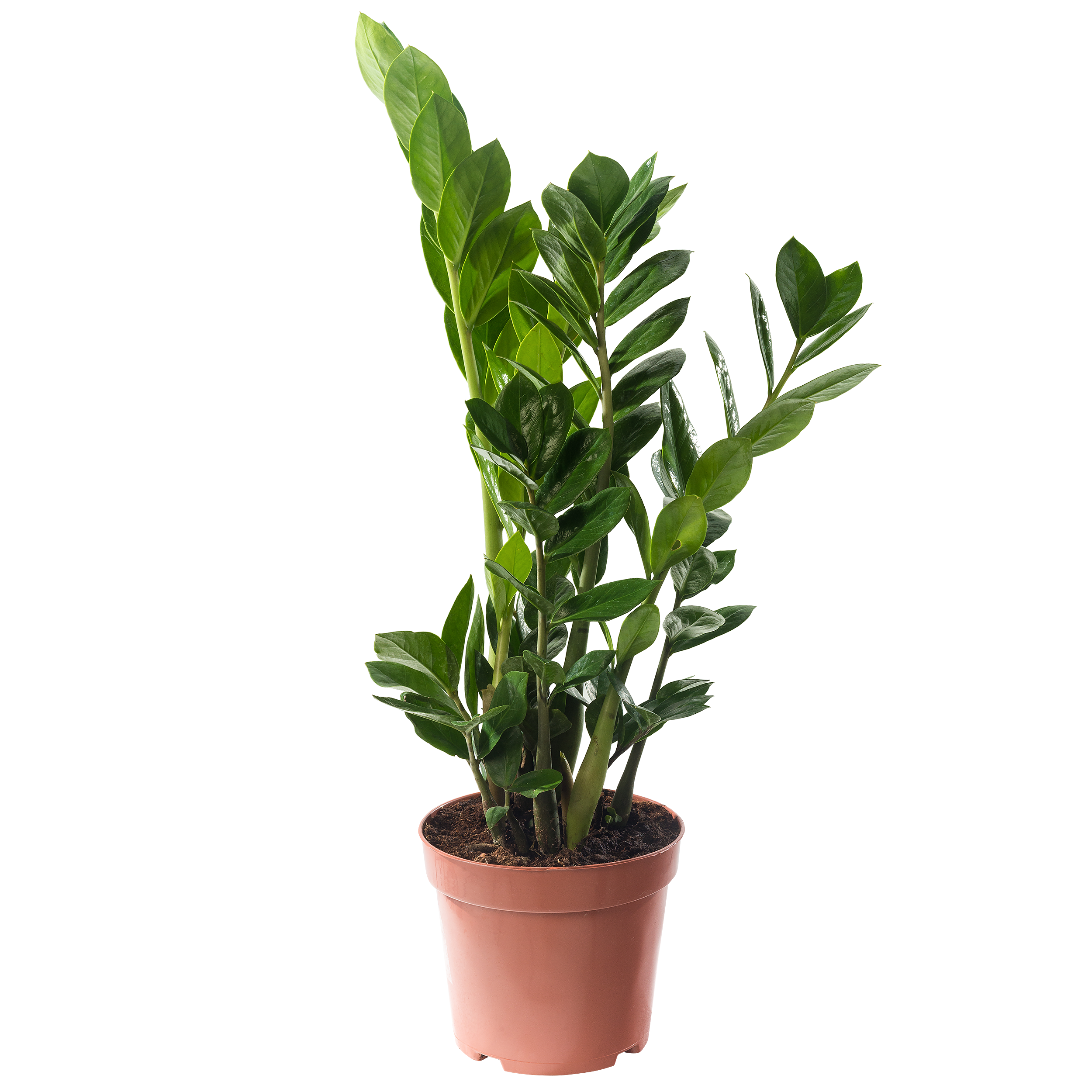 Zamiokulkas zamiolistny łac. zamiifolia 55 cm