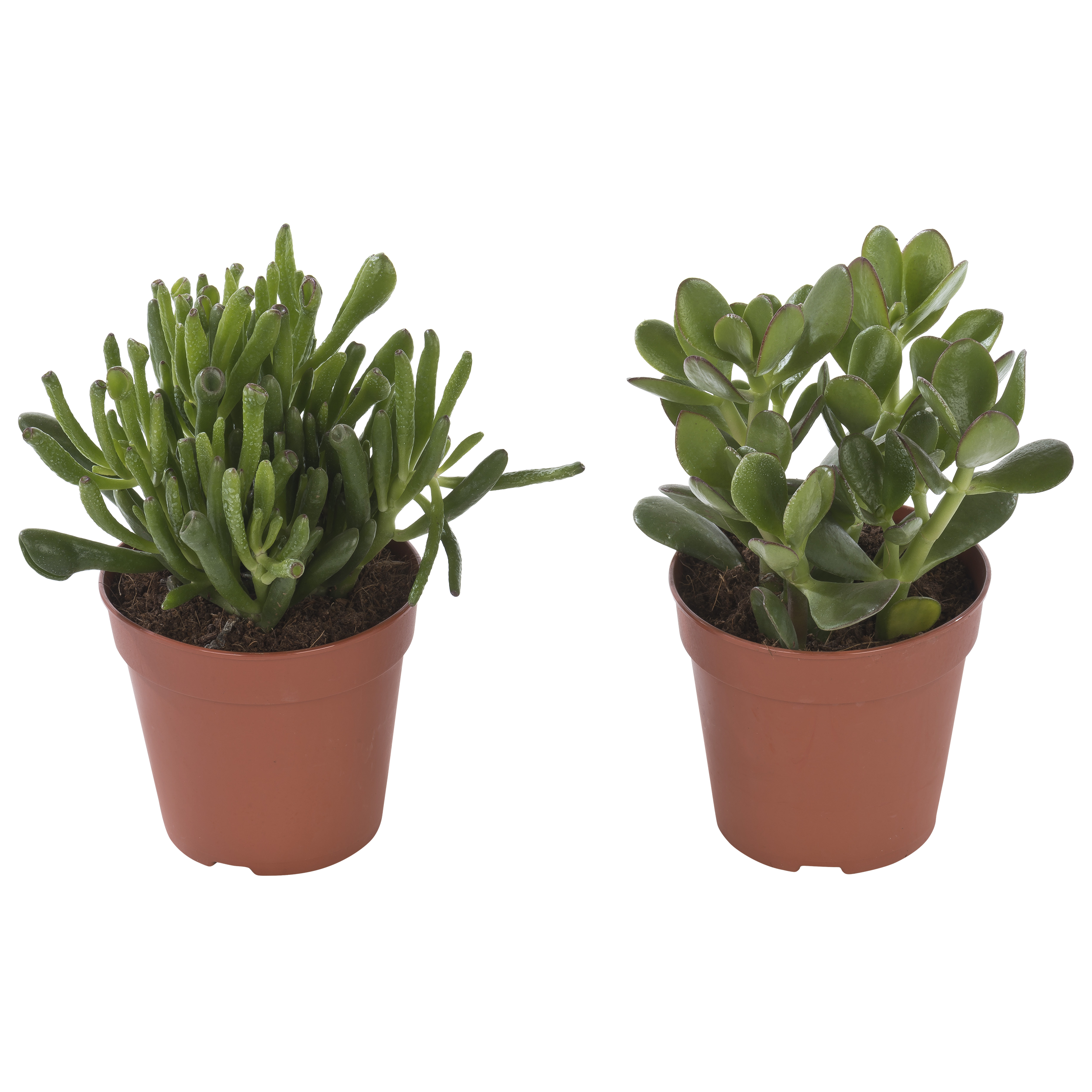 Grubosz Dzrewko szczęscia Rubasznica mix 20 cm