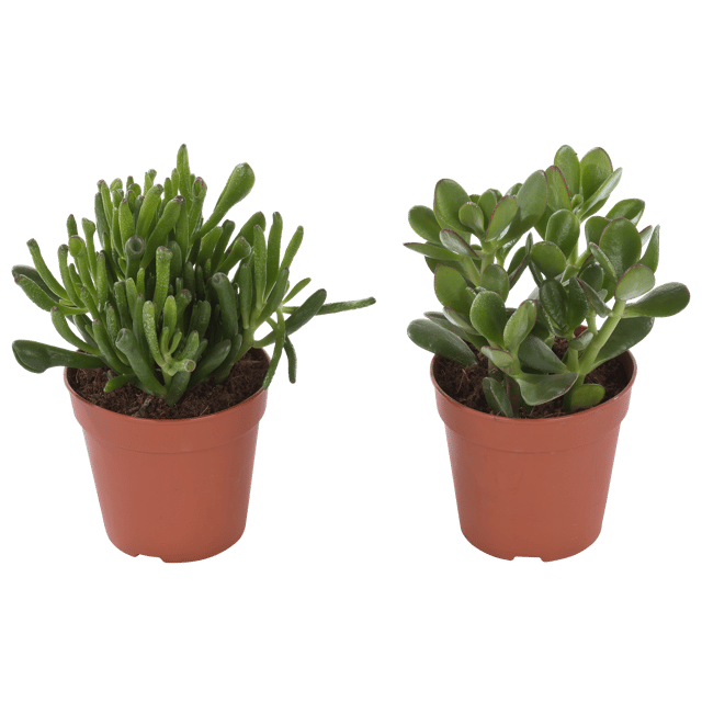 Grubosz Dzrewko szczęscia Rubasznica mix 20 cm