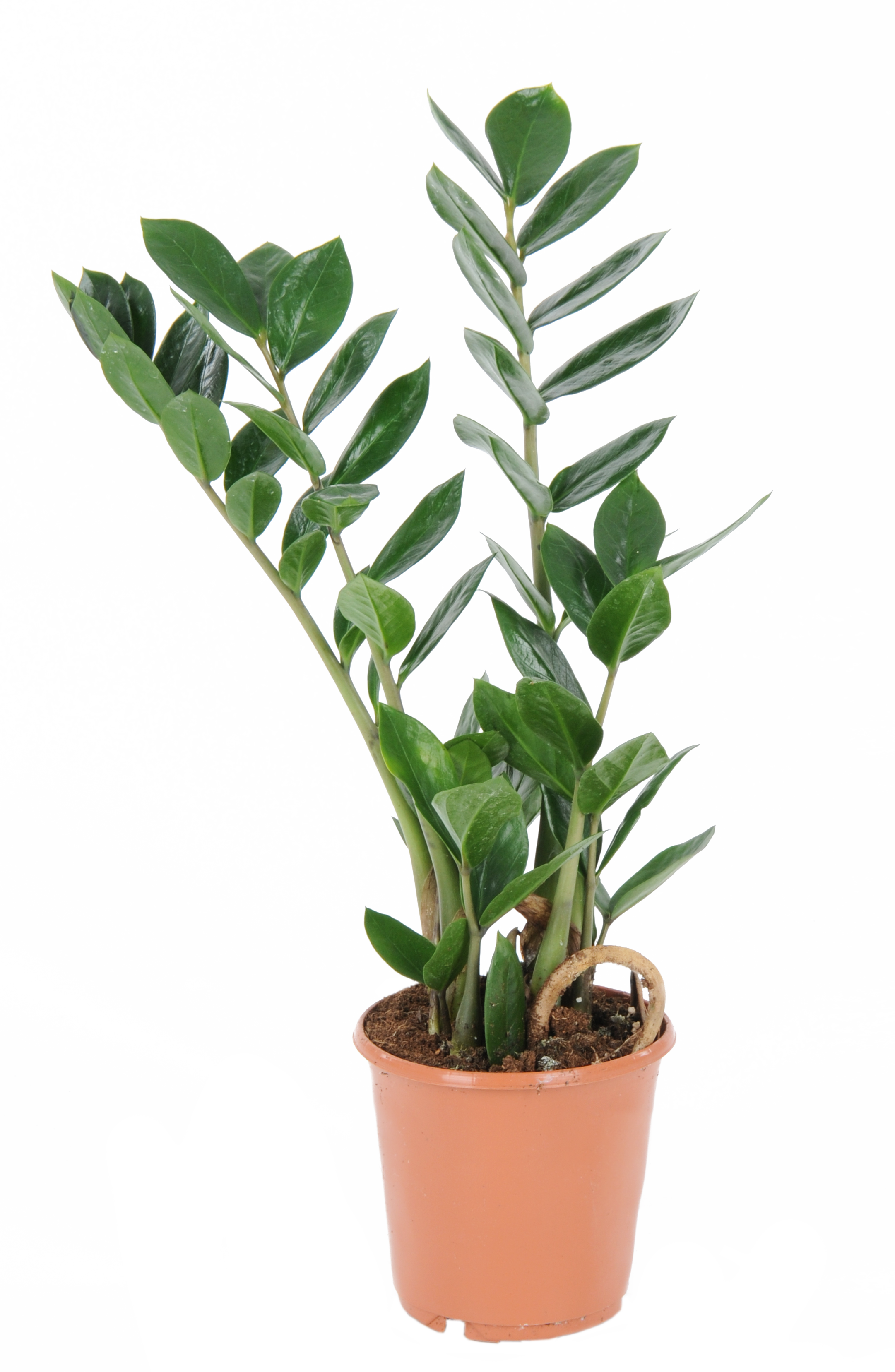 Zamiokulkas zamiolistny łac. zamiifolia 35 cm