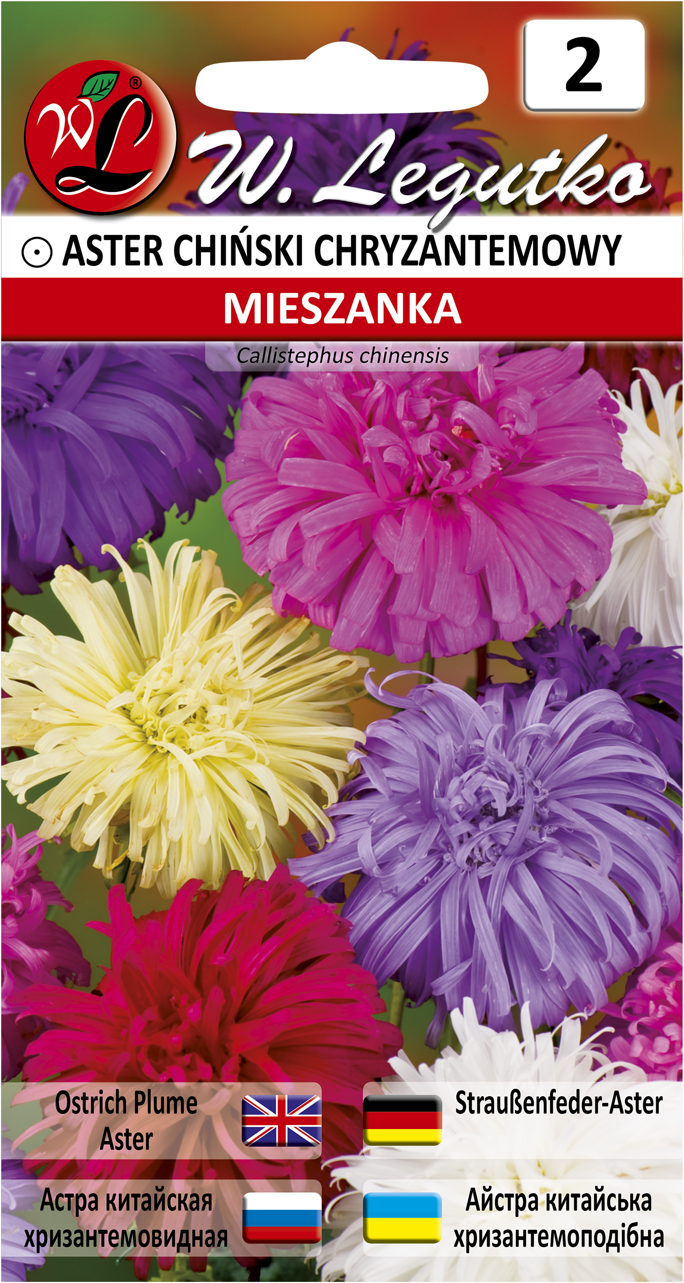 Aster chiński chryzantemowy mix nasiona tradycyjne W. Legutko