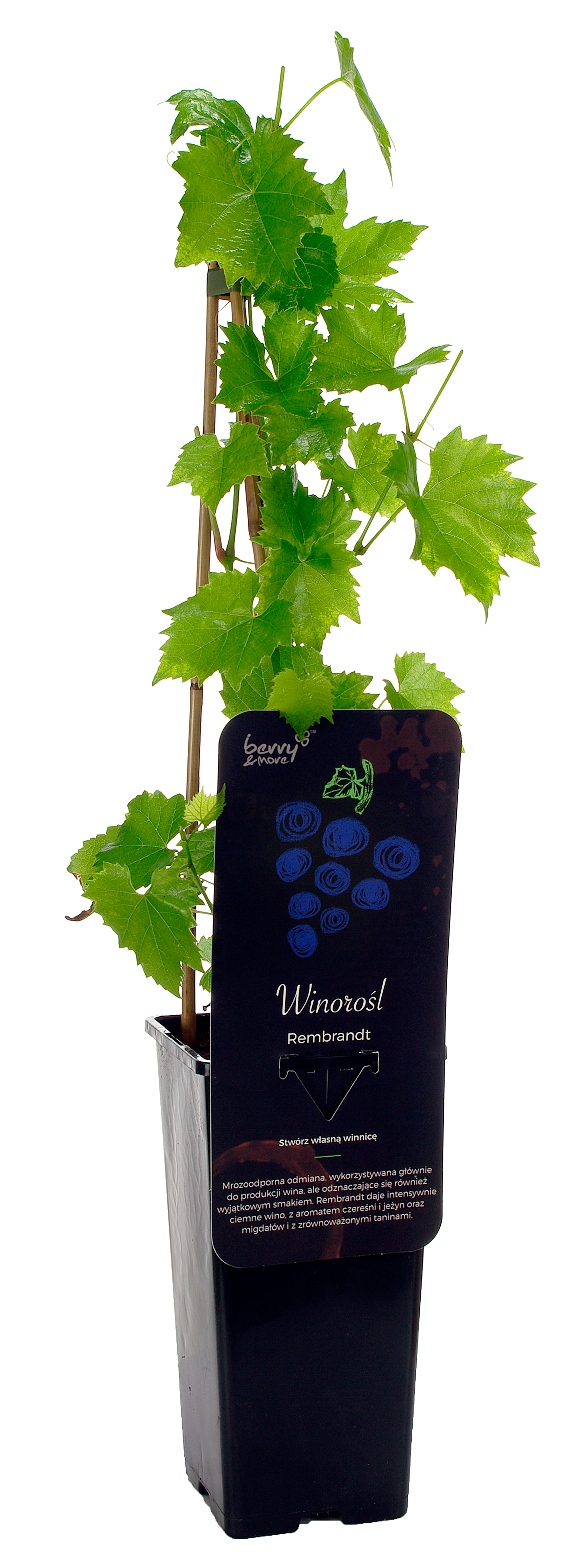 Winorośl granatowa mix 40 cm Berry&More™ - 3