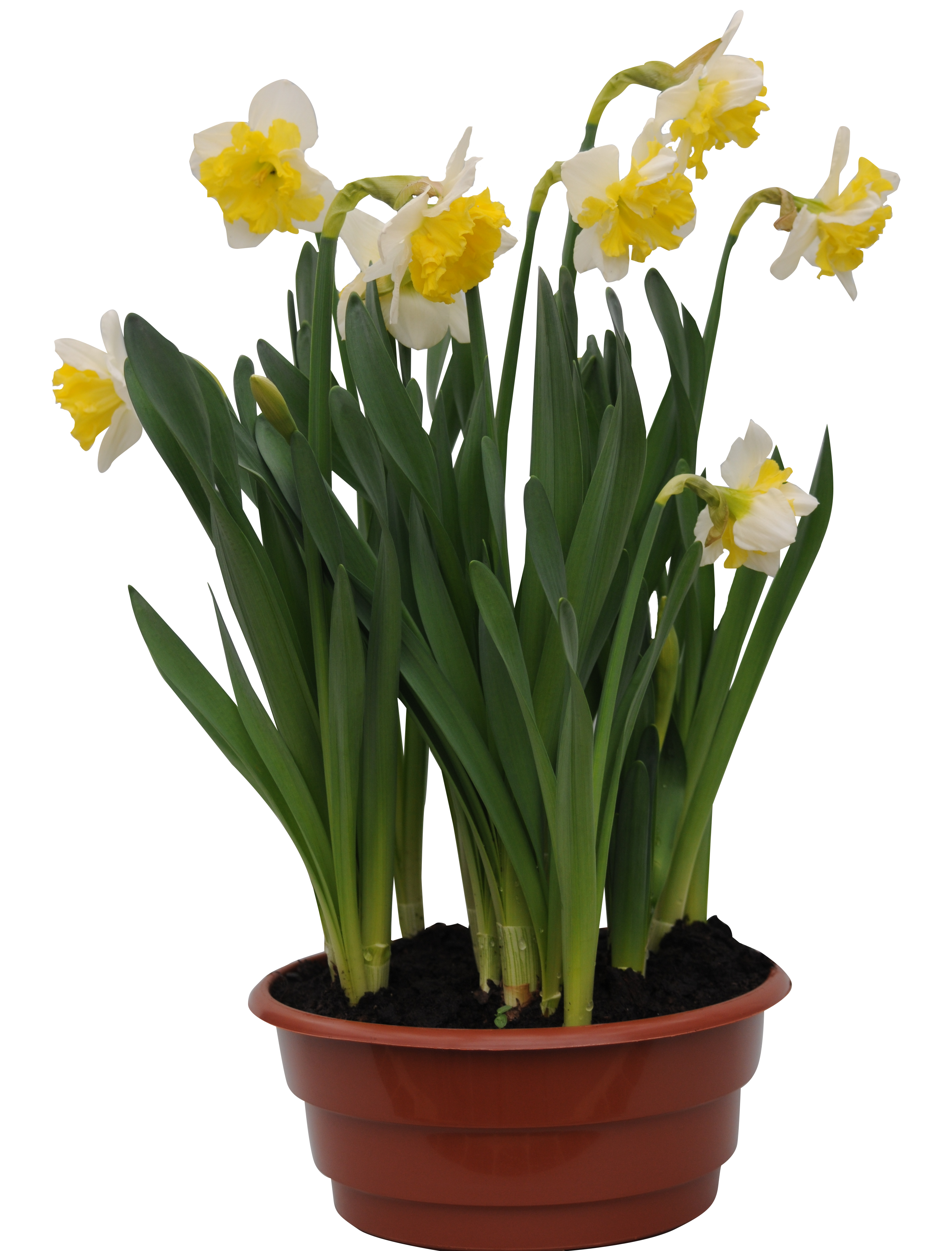 Narcyz wielkotrąbkowy 20 cm P17
